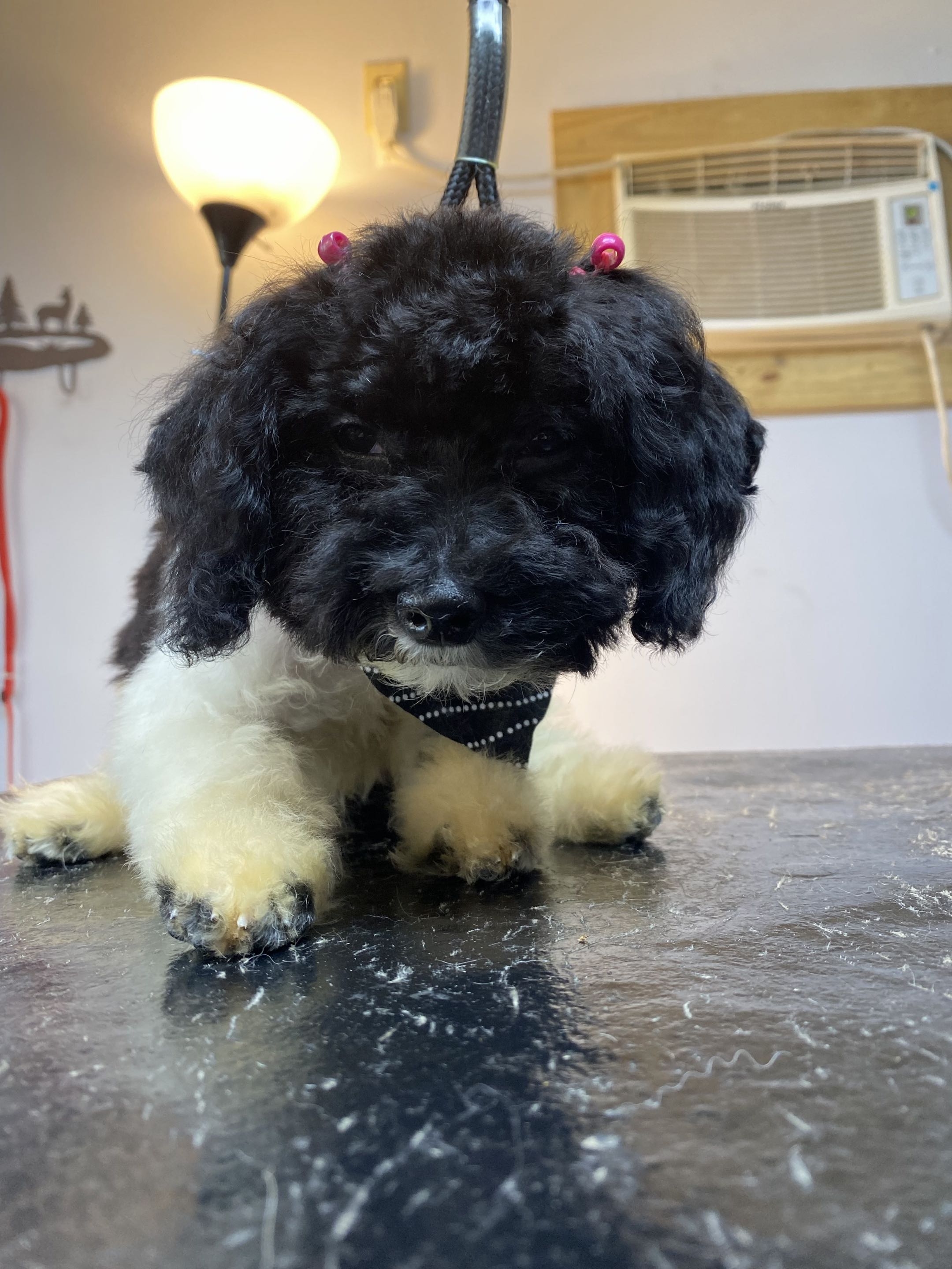 Groomed dog