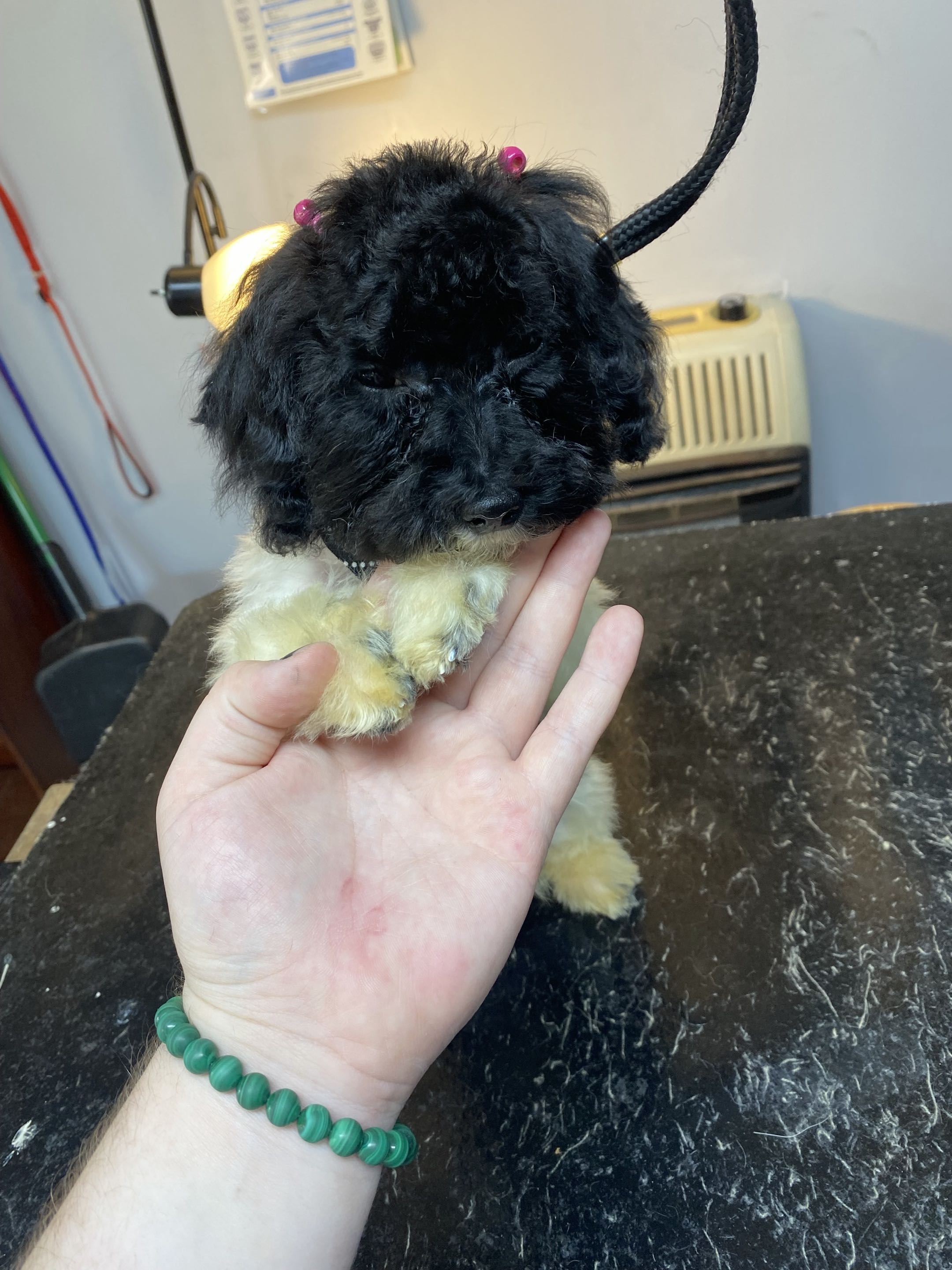 Groomed dog