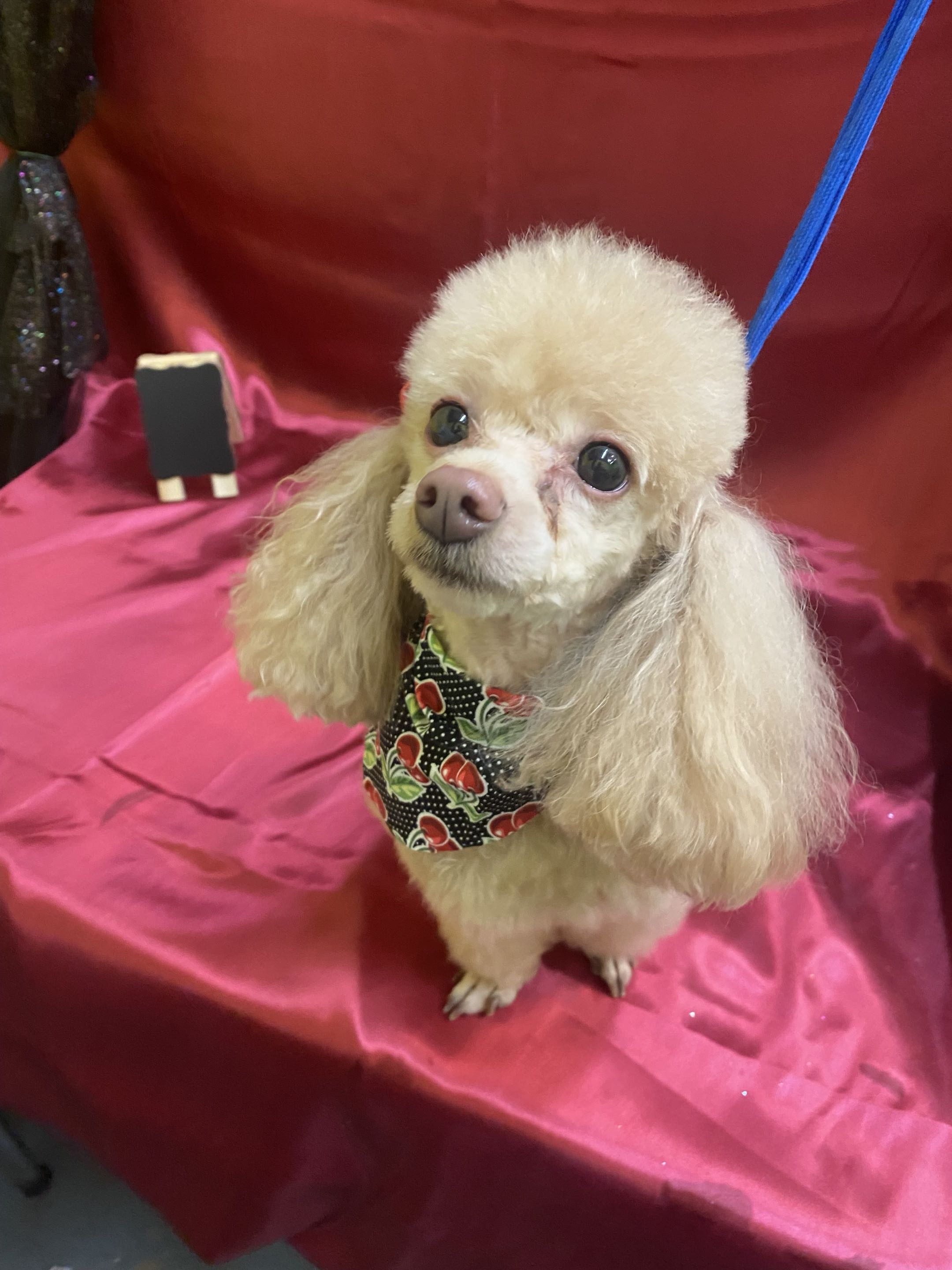 Groomed dog