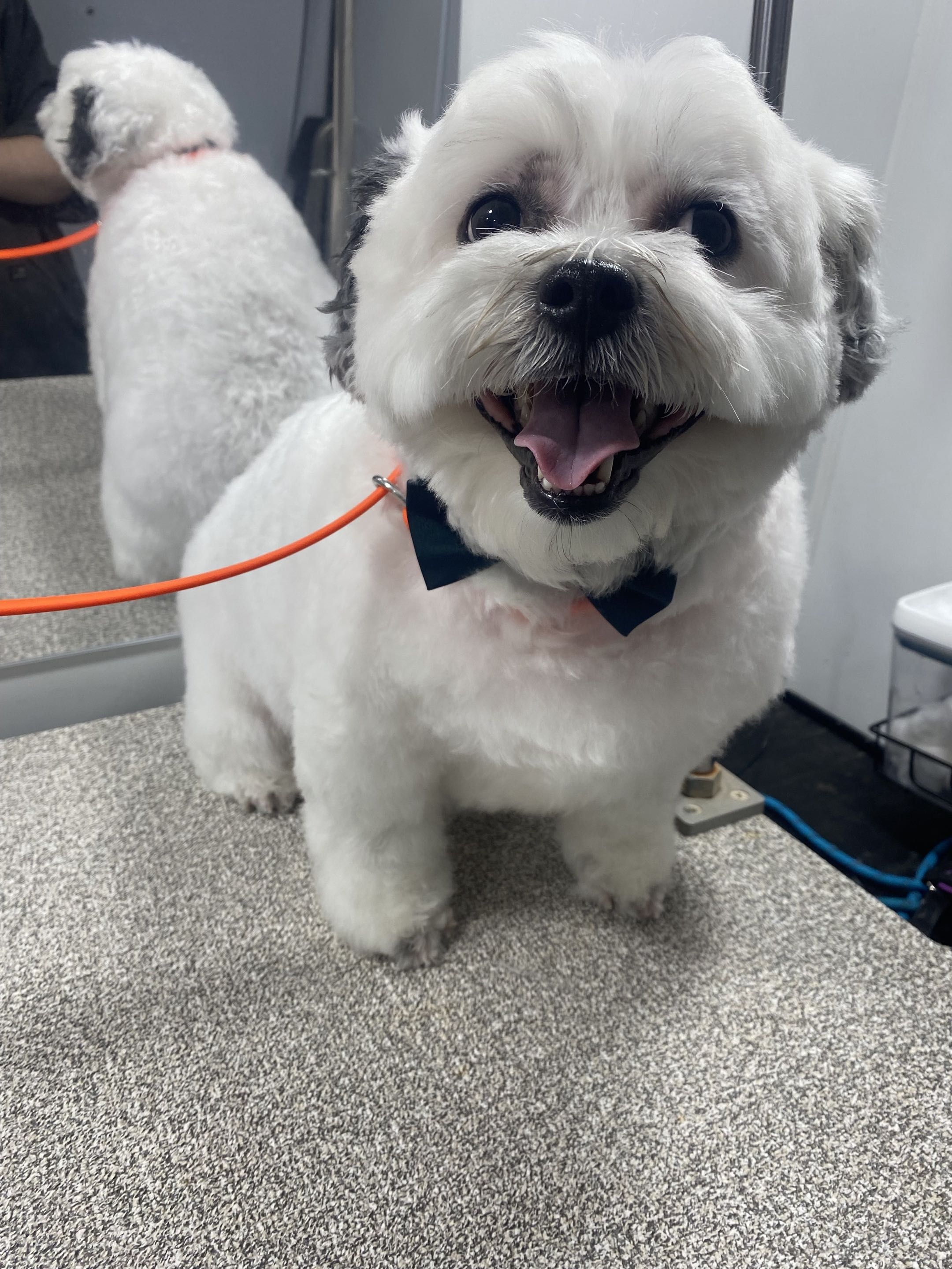 Groomed dog