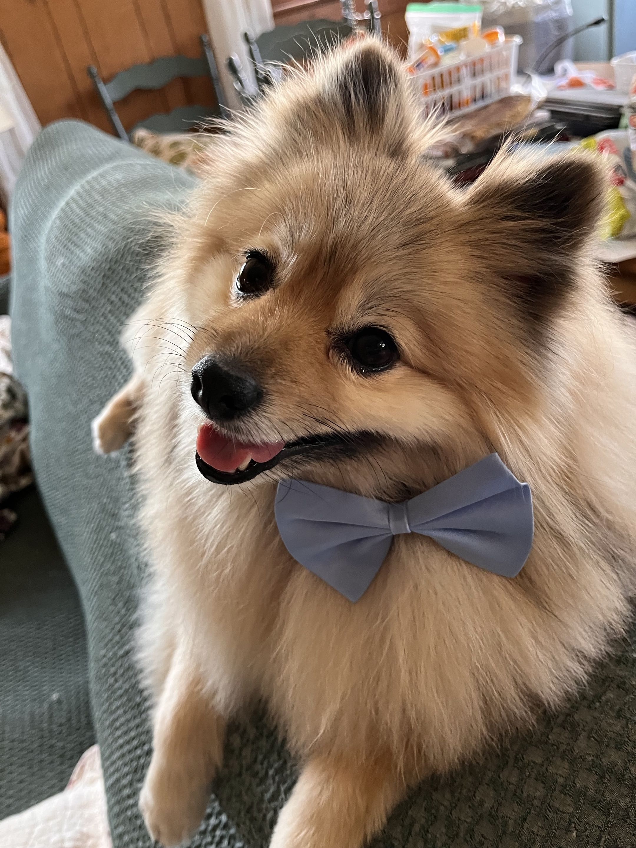 Groomed dog