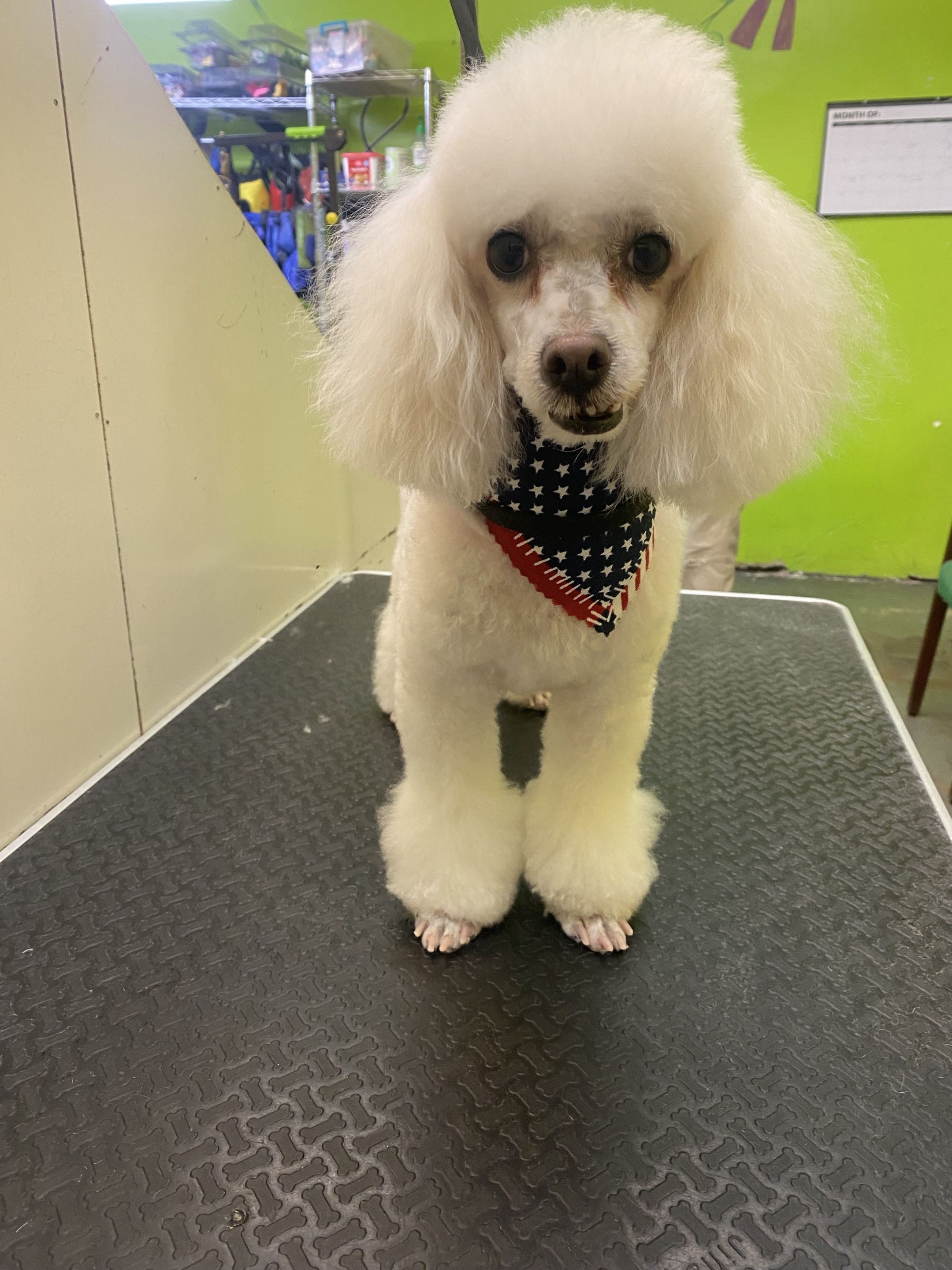 Groomed dog