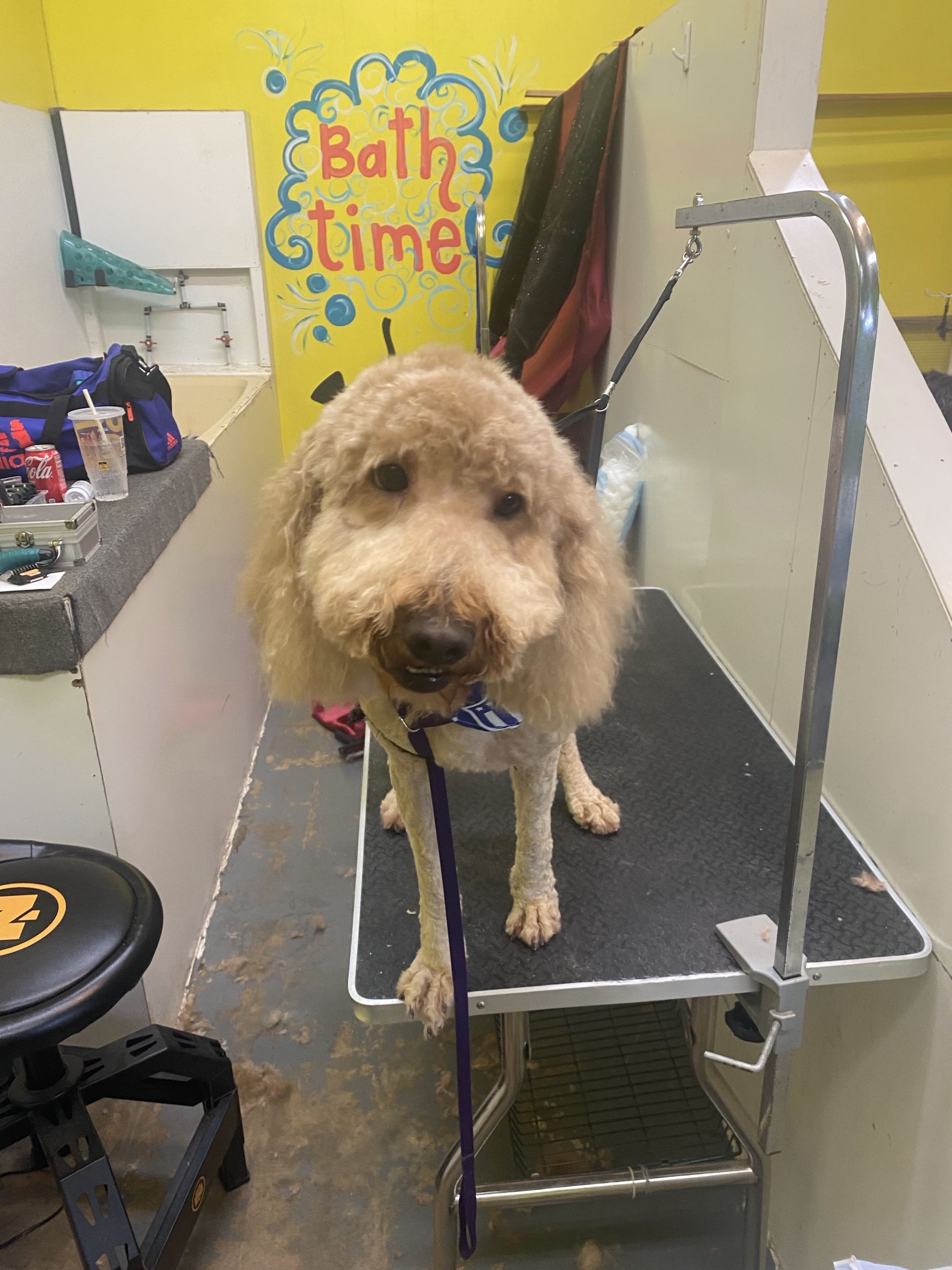 Groomed dog