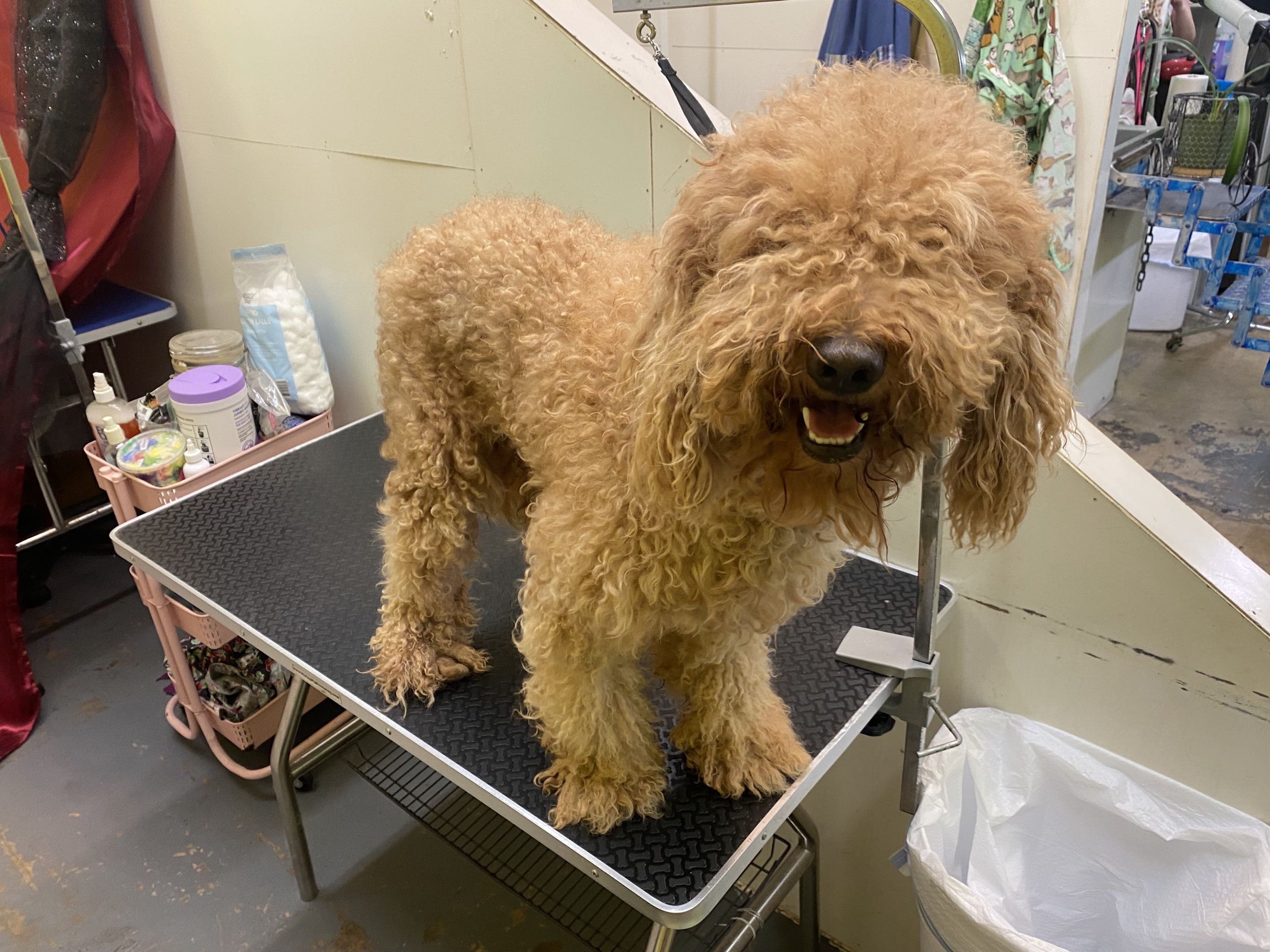 Groomed dog