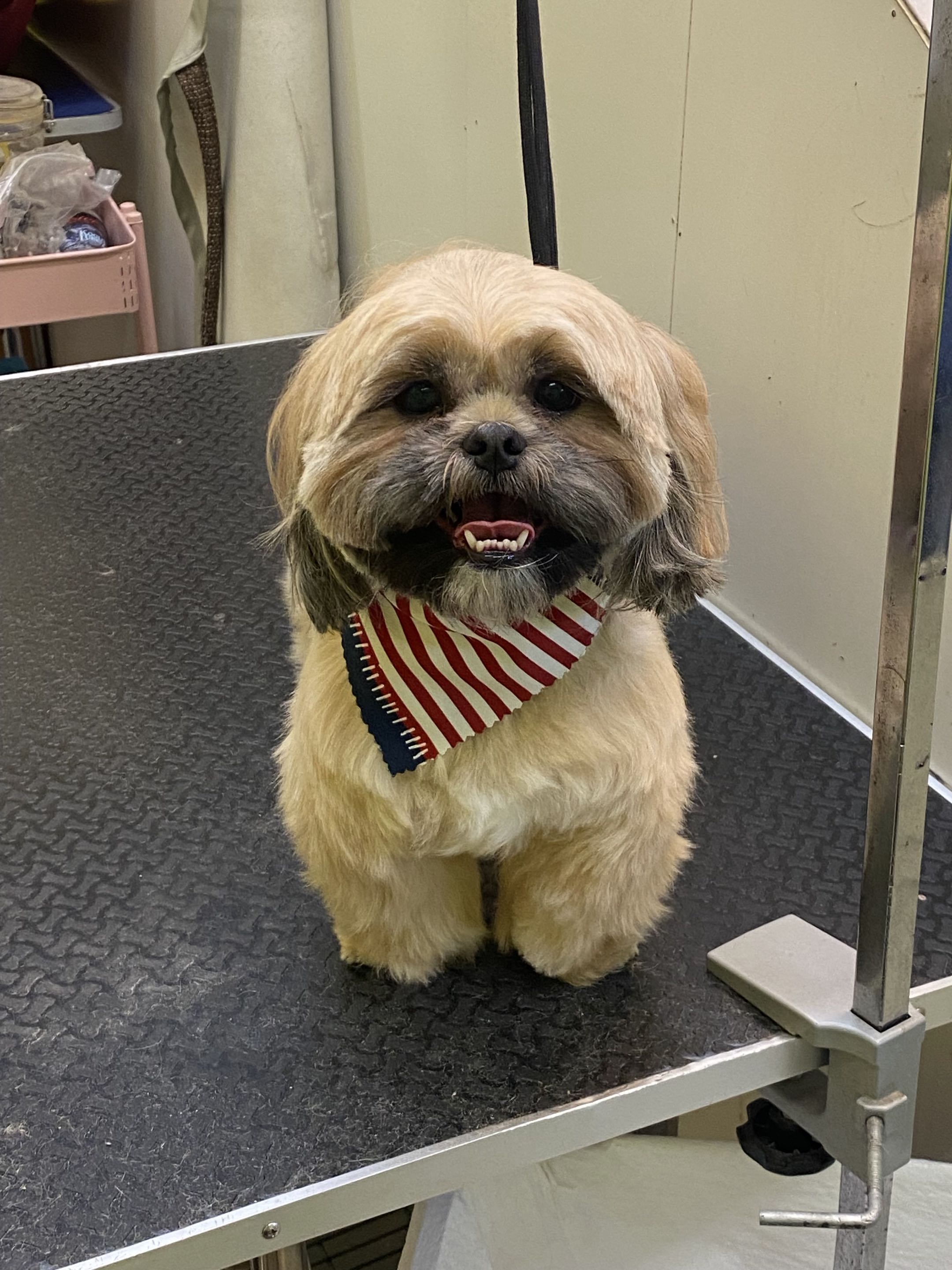 Groomed dog