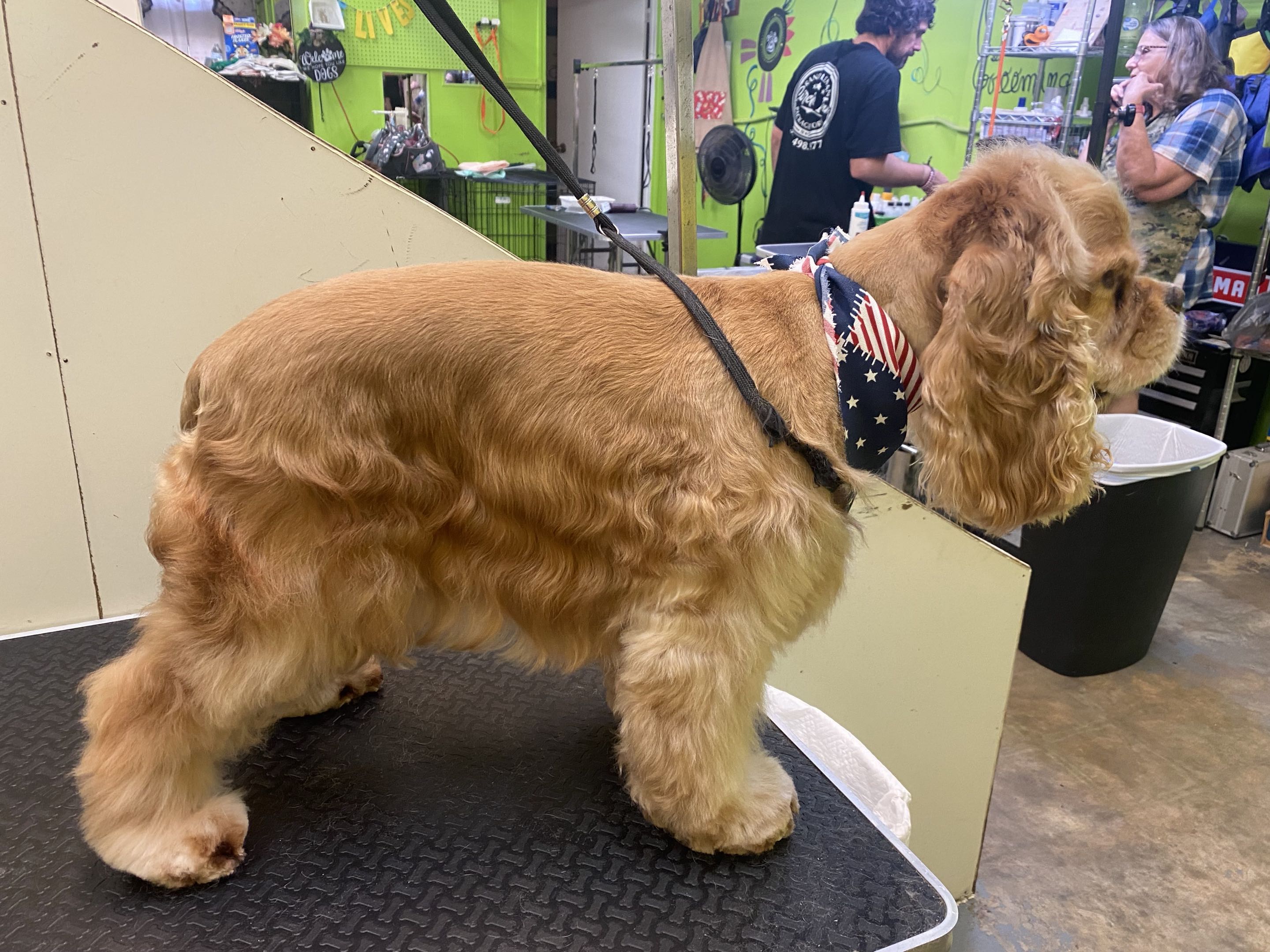 Groomed dog