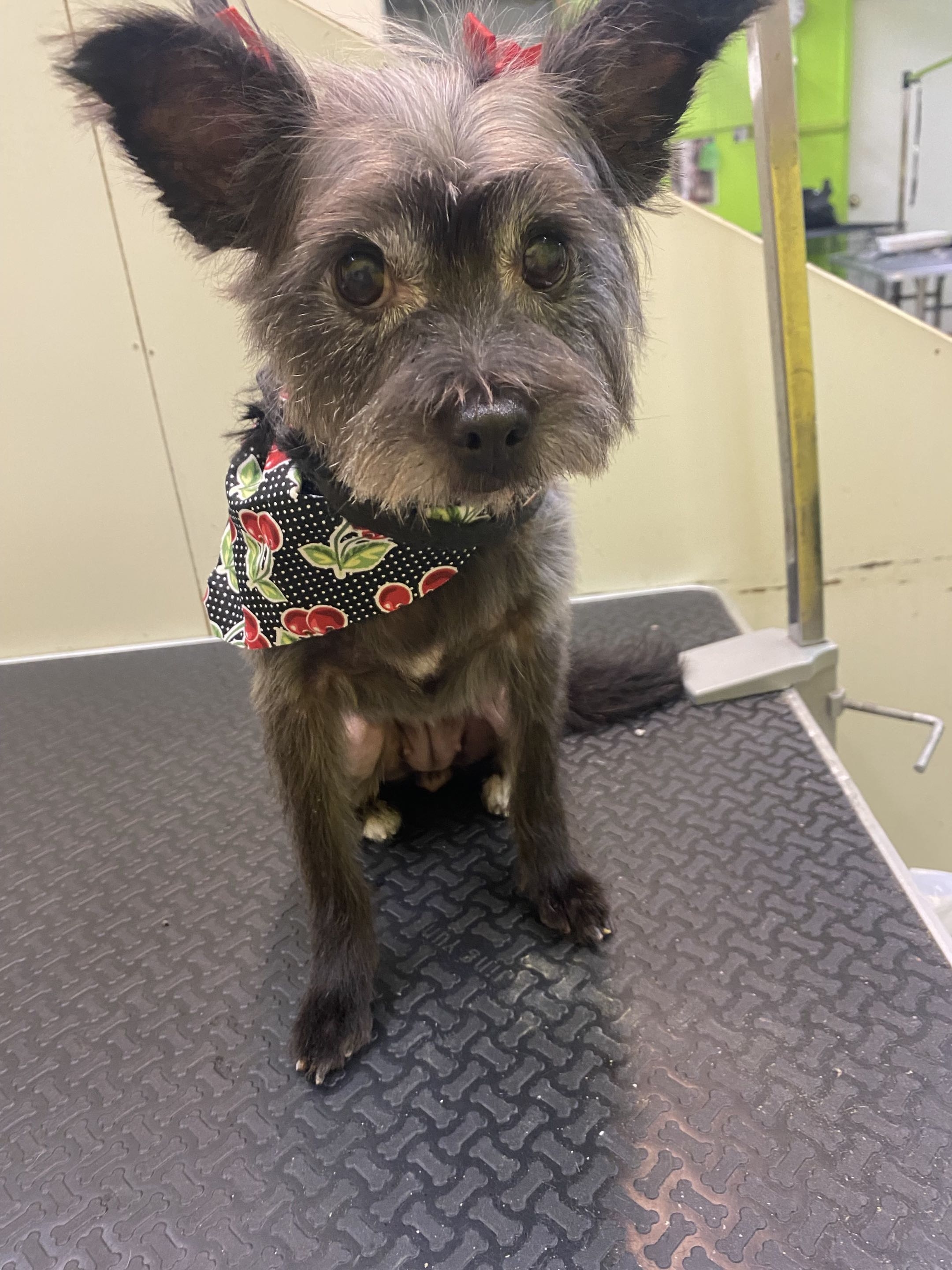 Groomed dog