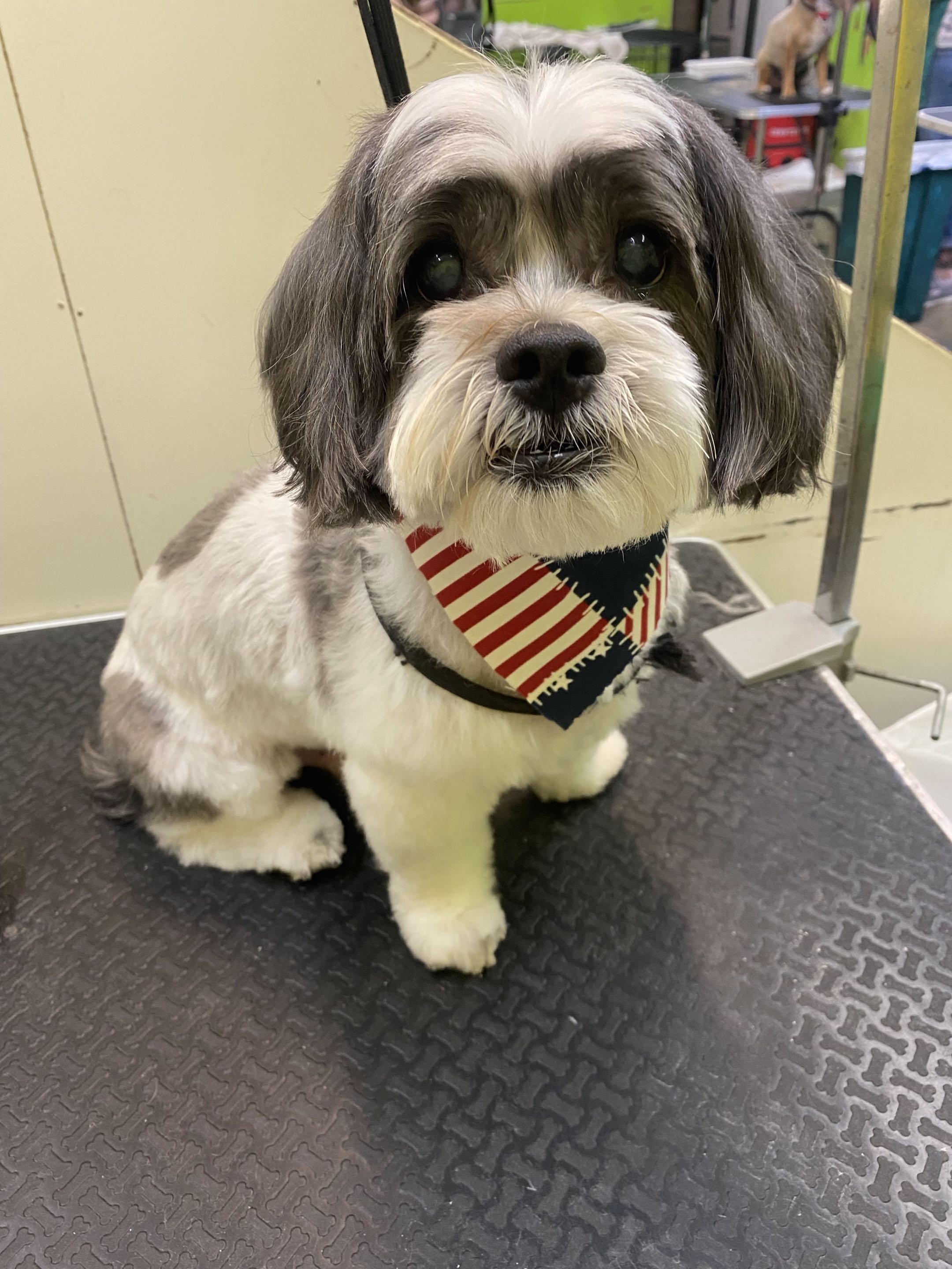 Groomed dog