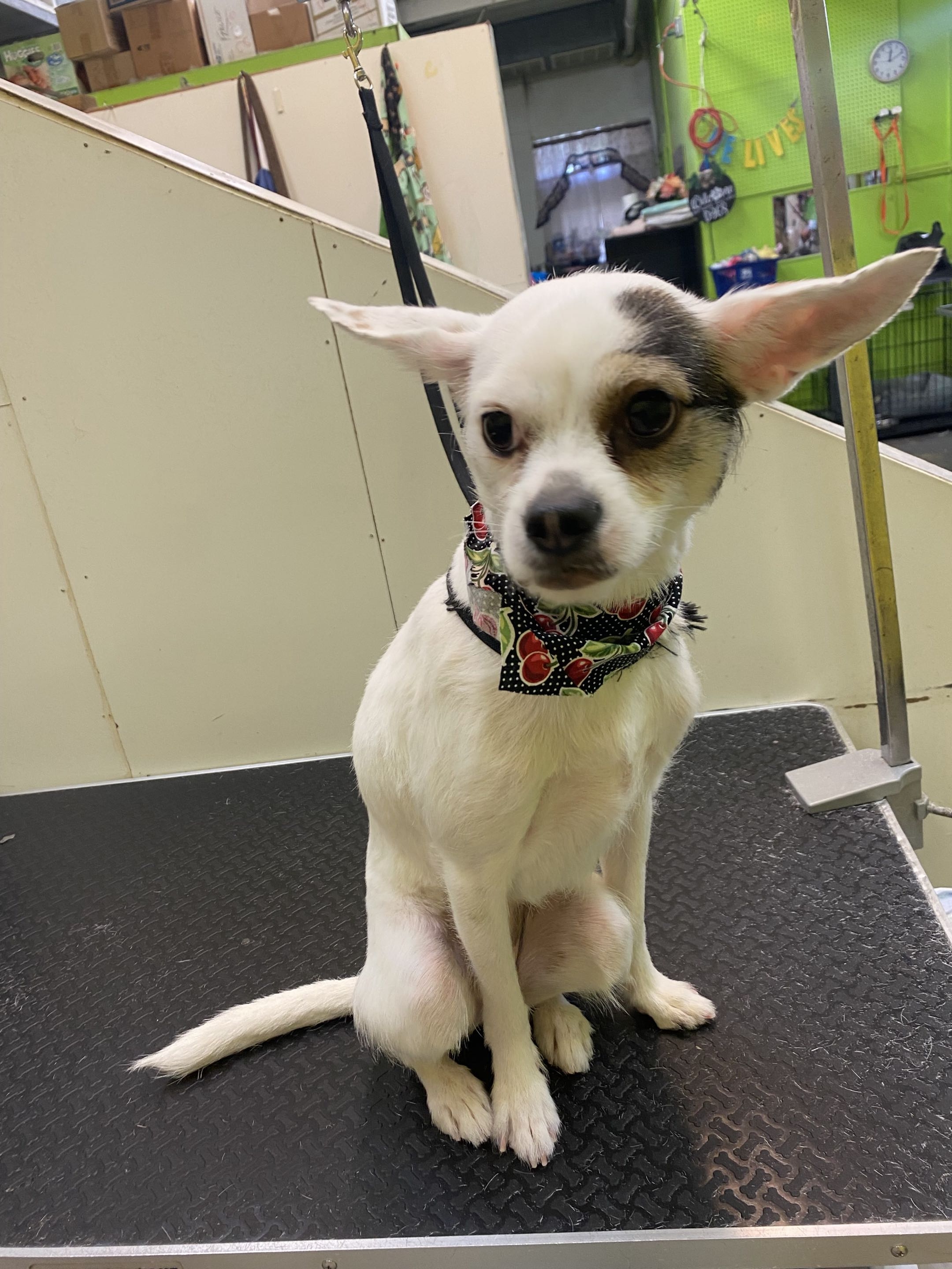 Groomed dog