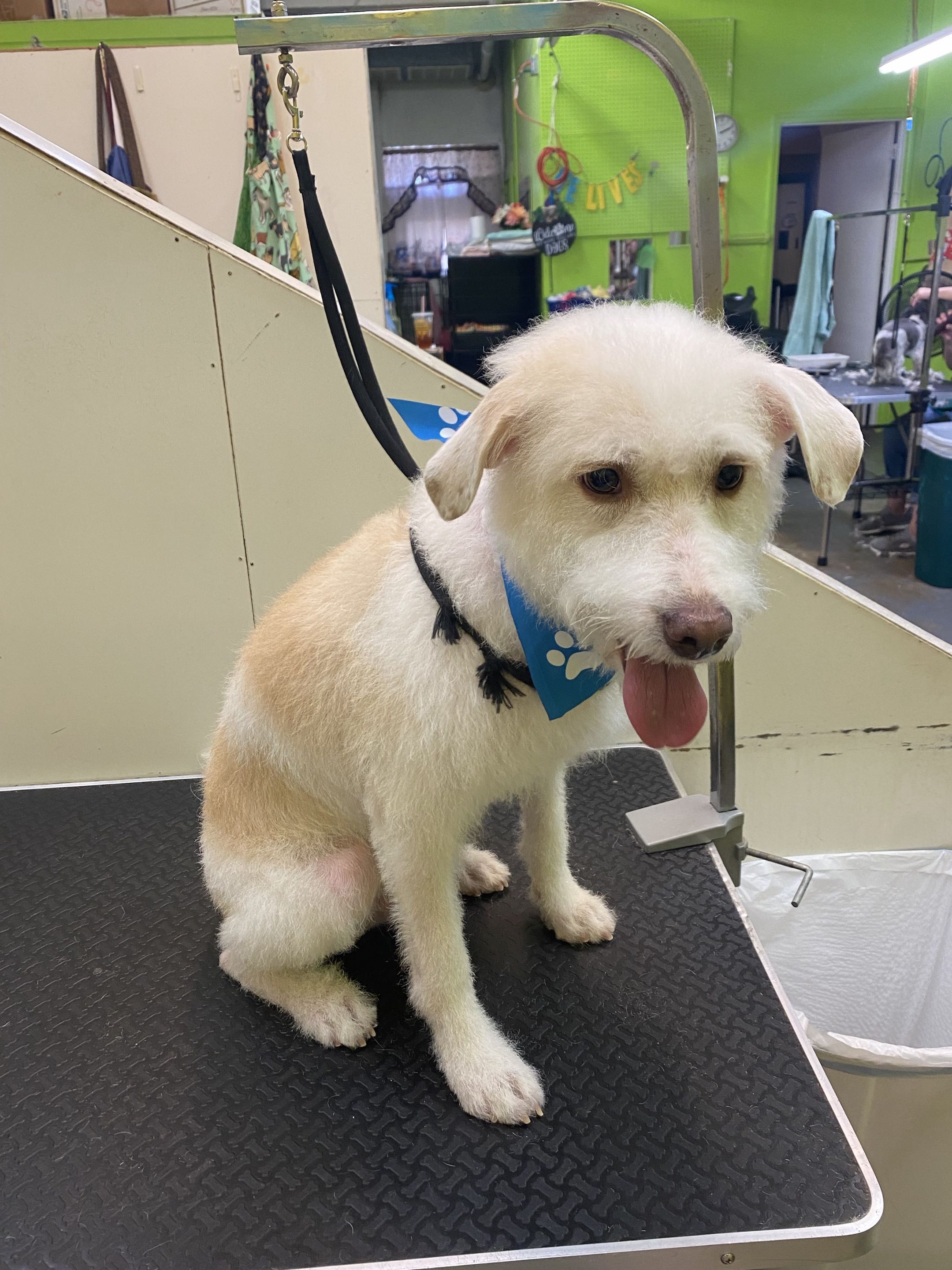 Groomed dog