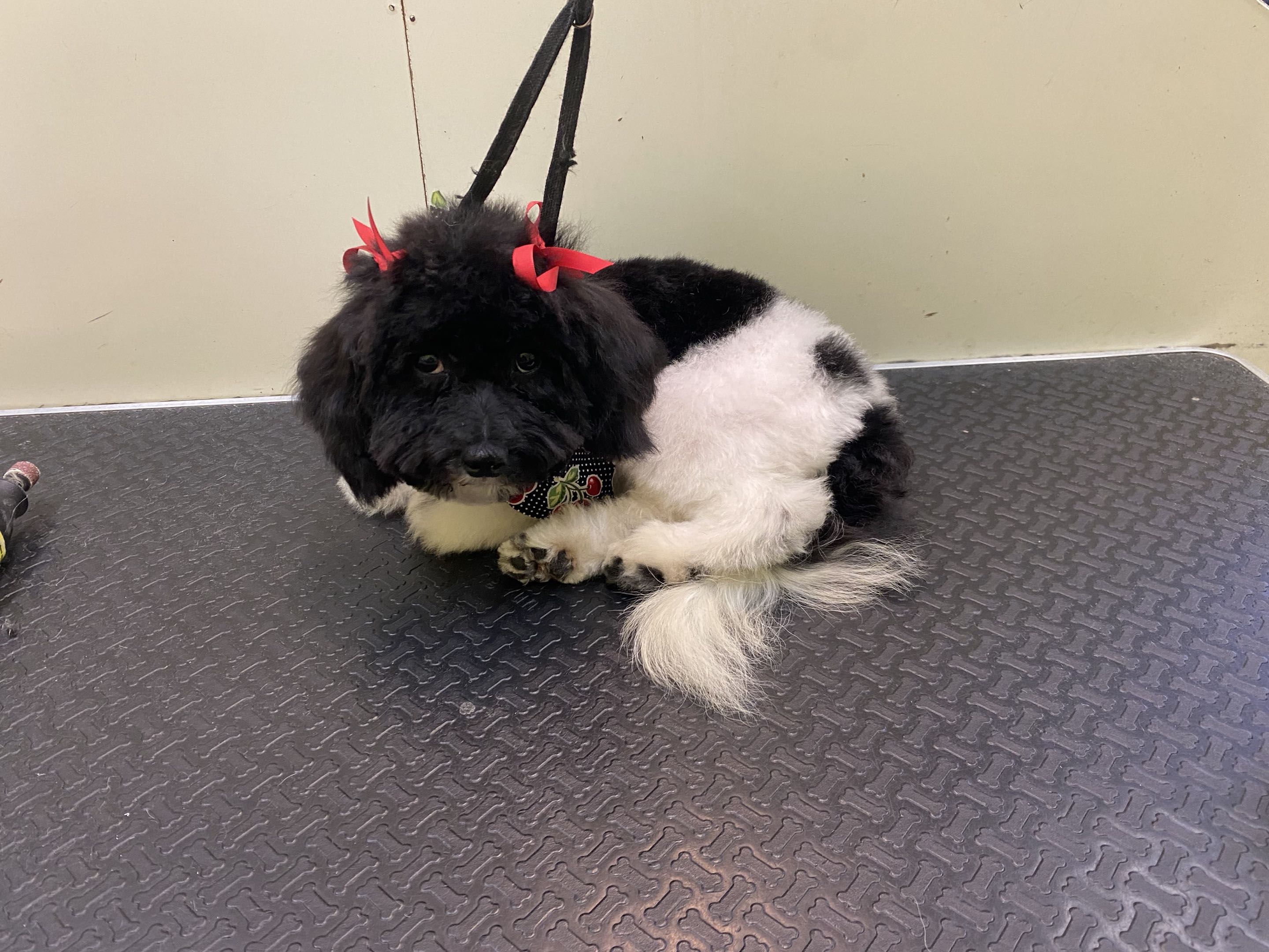 Groomed dog
