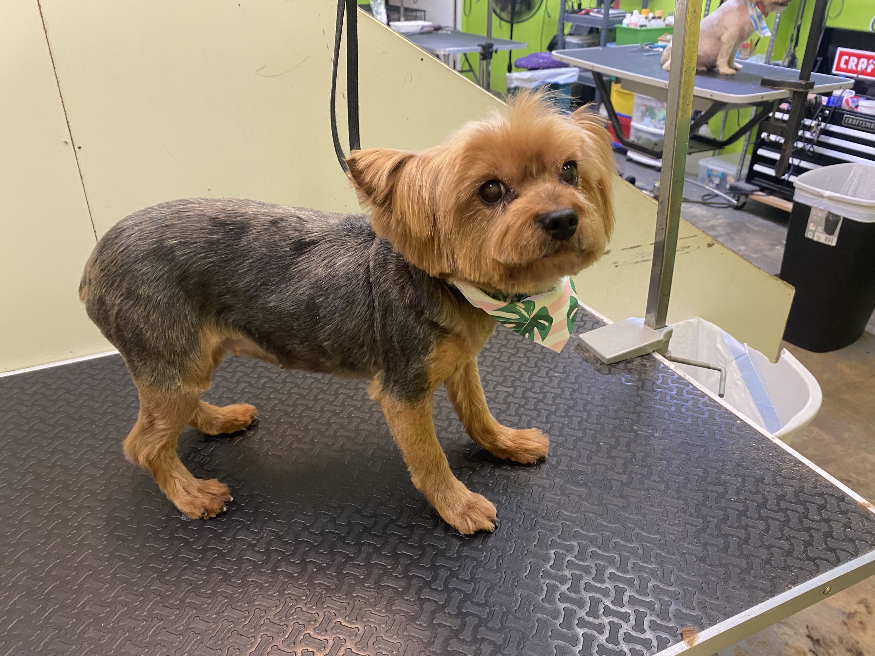 Groomed dog