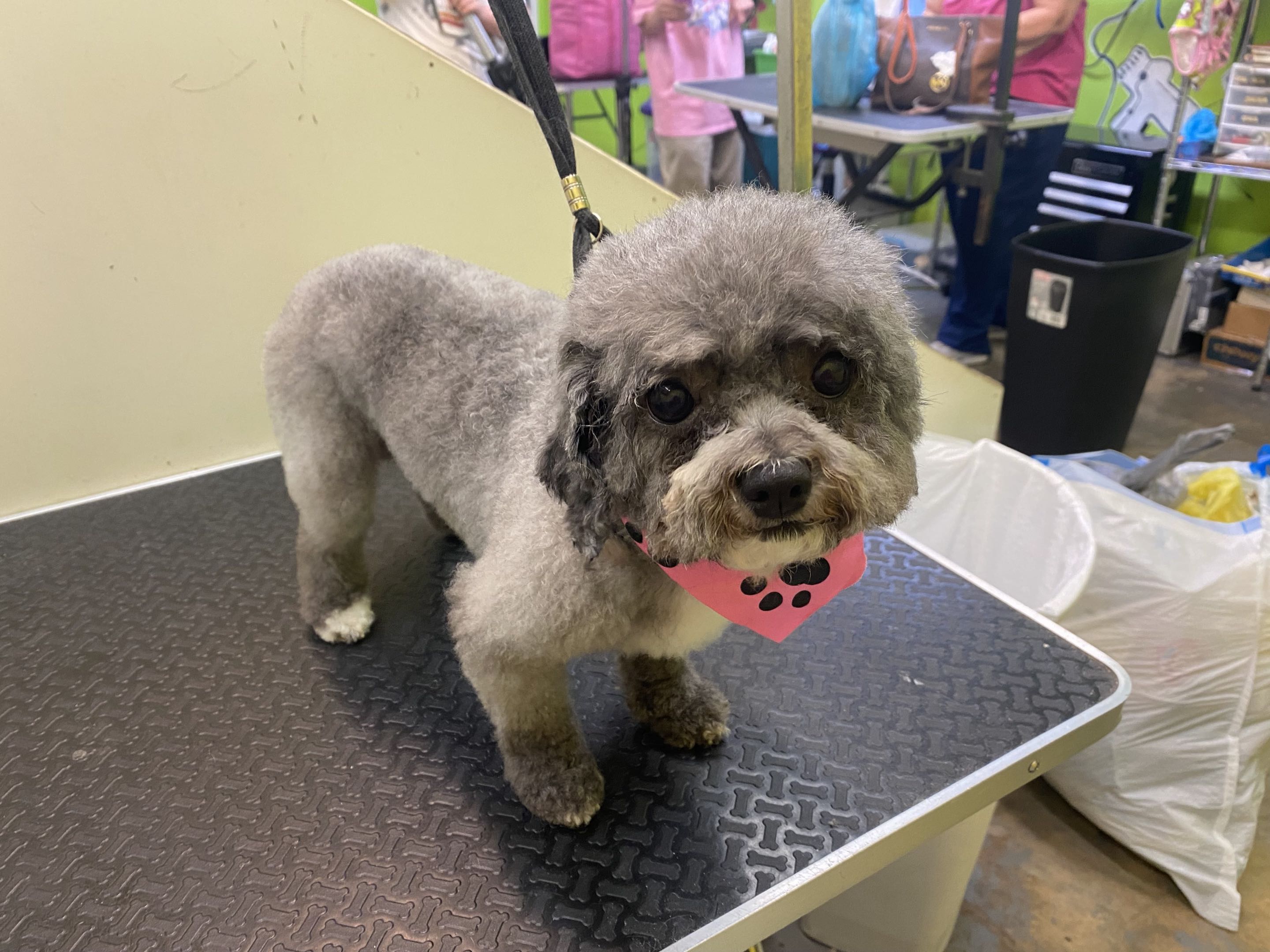 Groomed dog