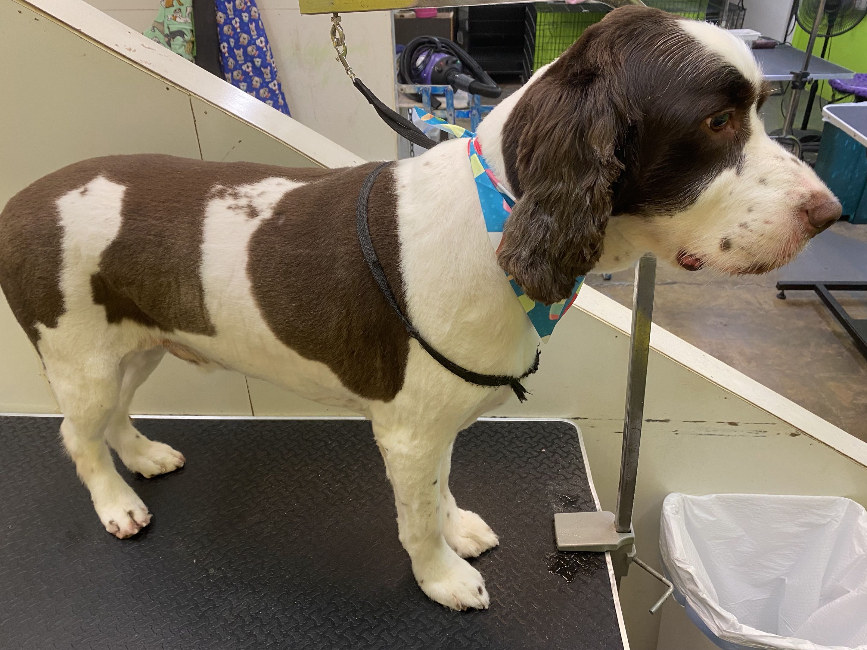 Groomed dog