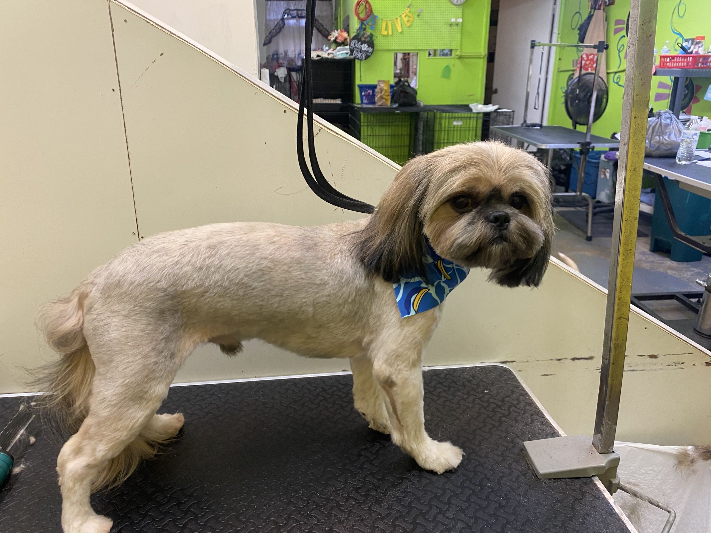 Groomed dog