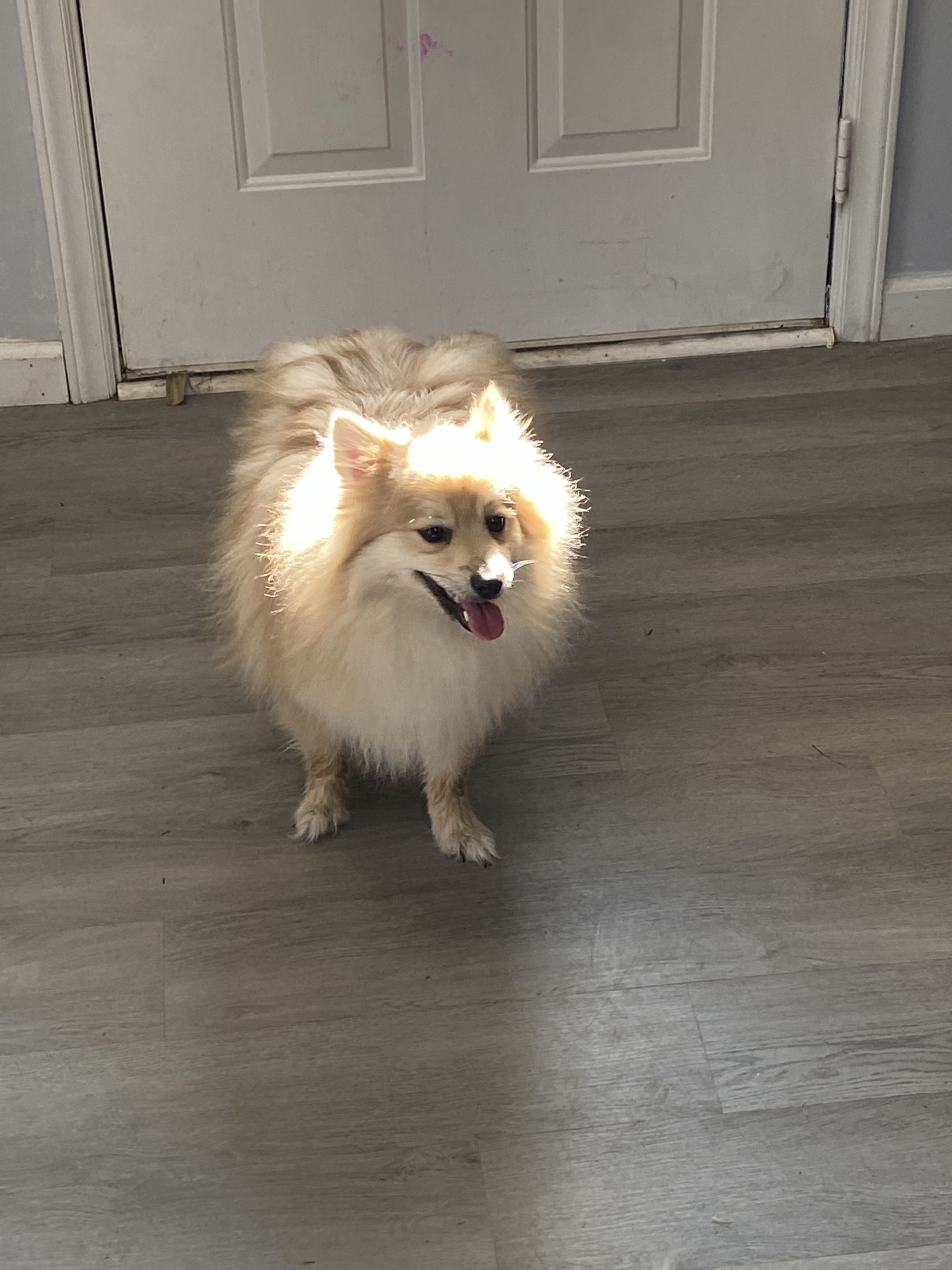 Groomed dog