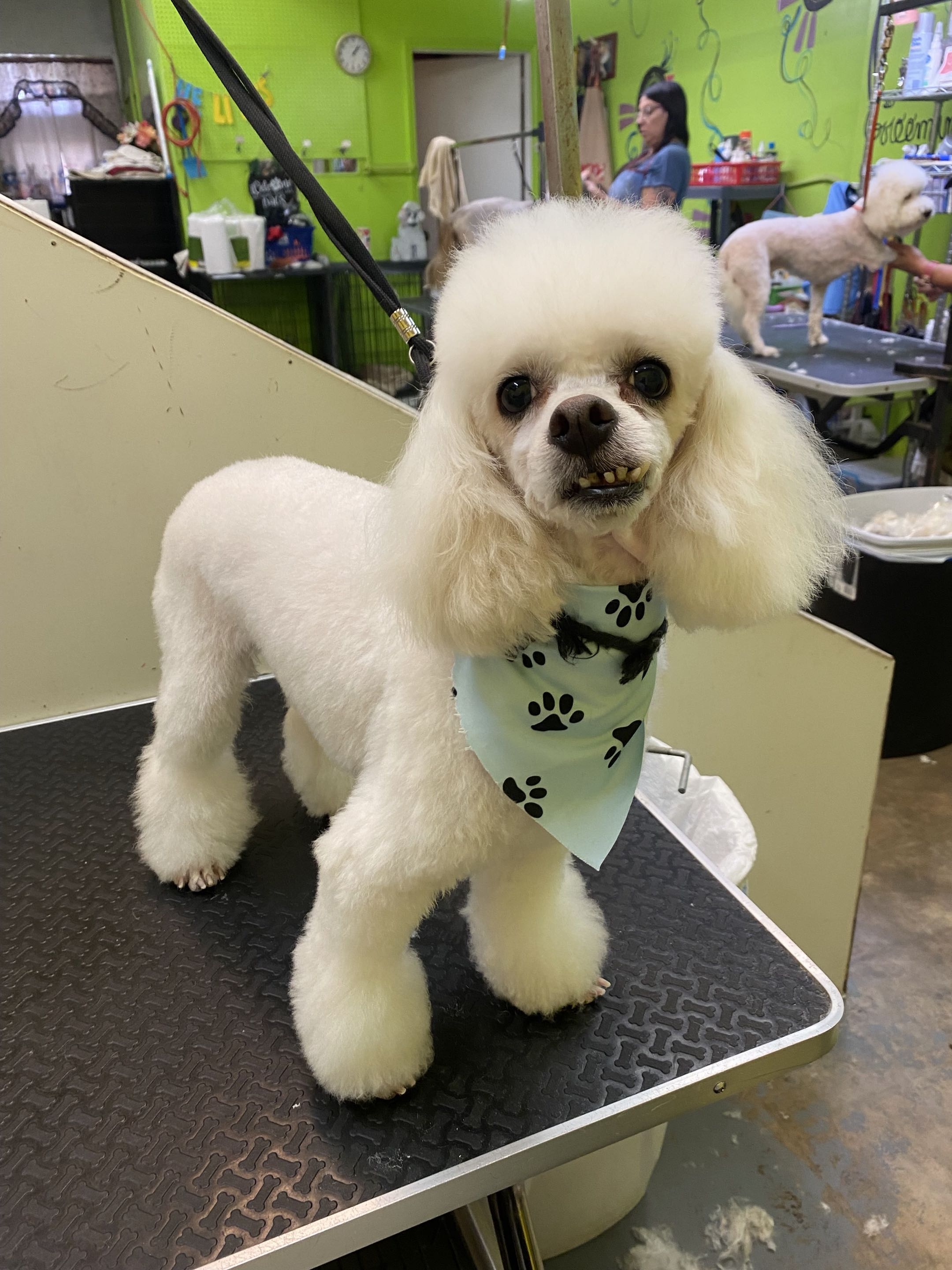 Groomed dog