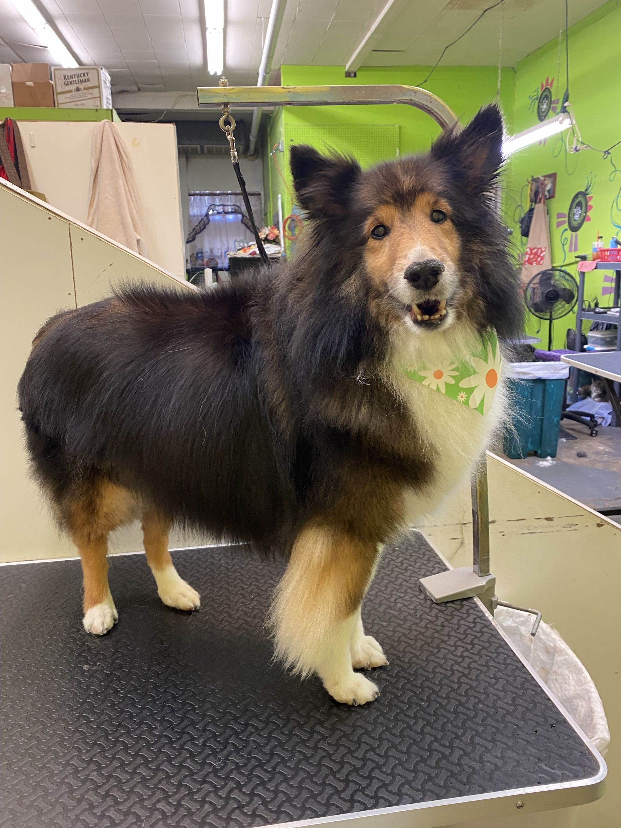 Groomed dog