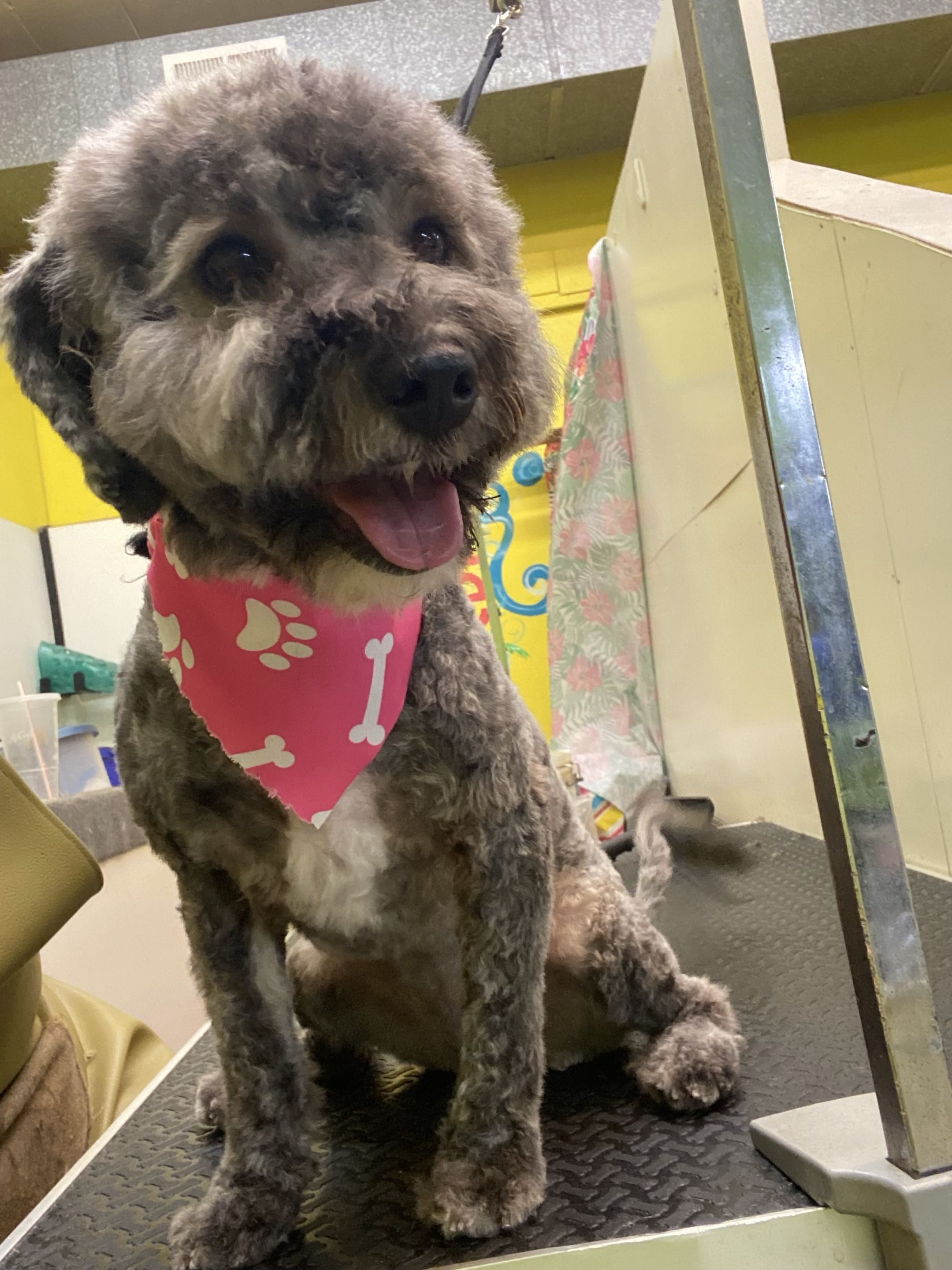 Groomed dog