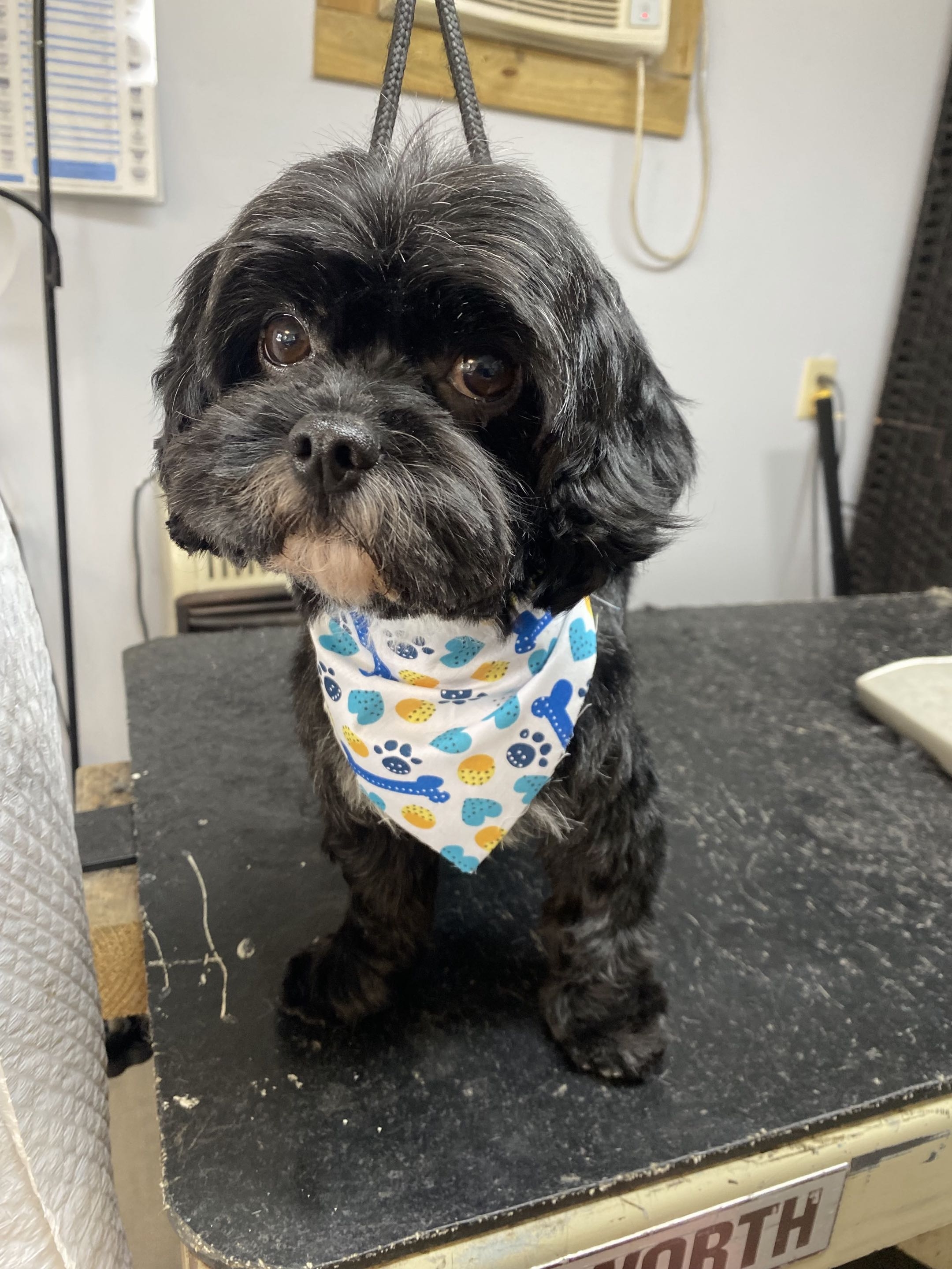 Groomed dog