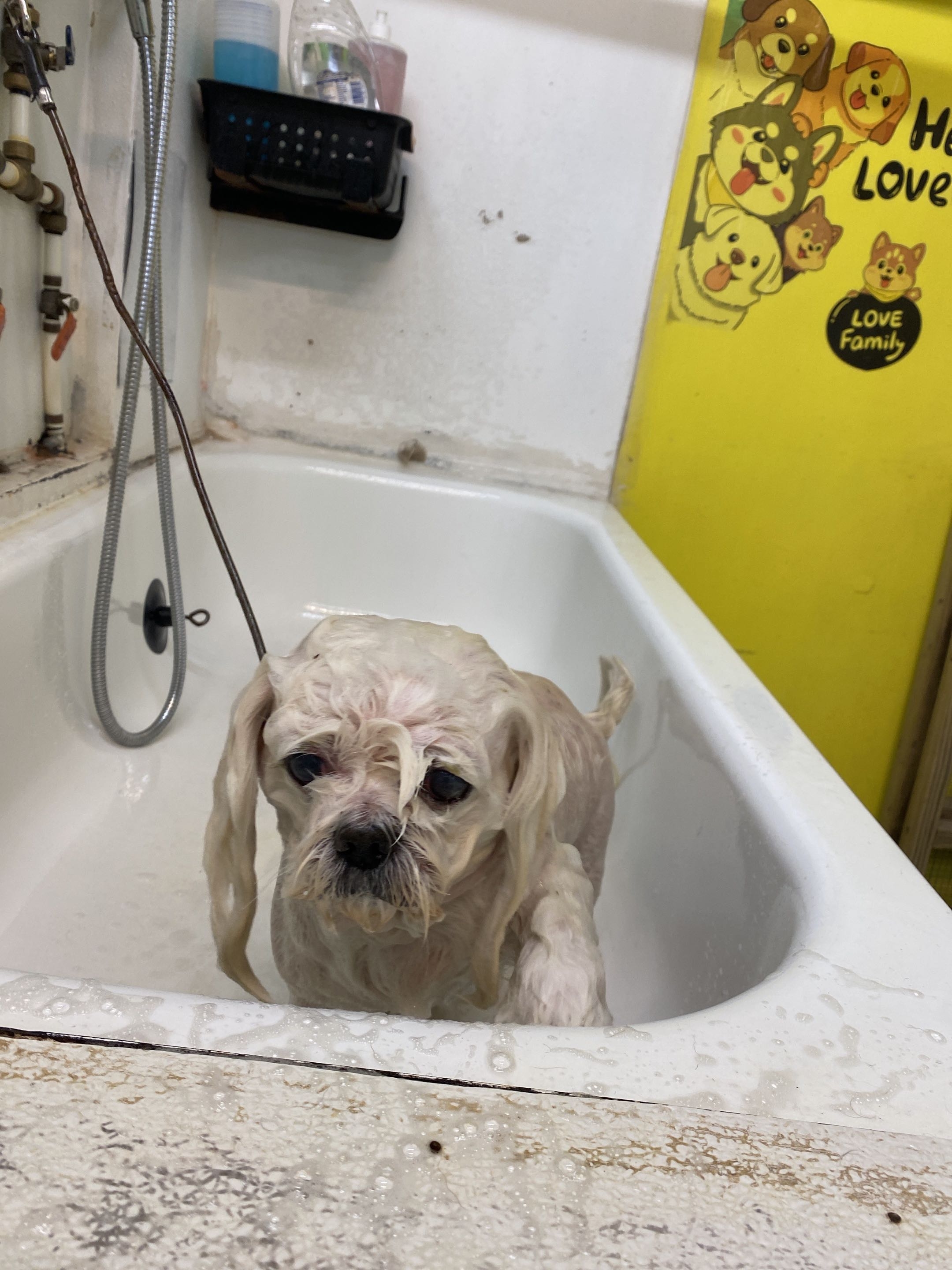 Groomed dog