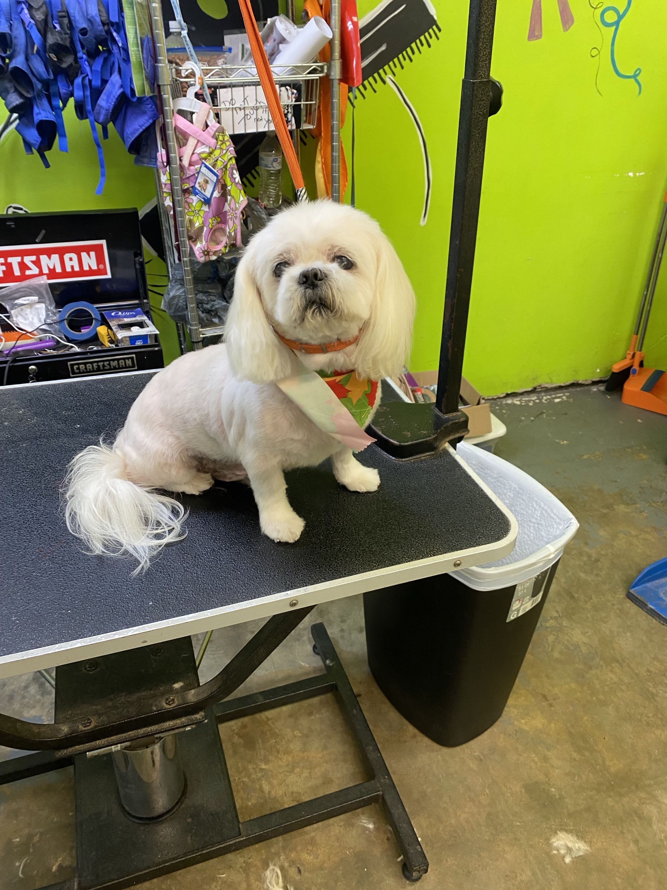 Groomed dog