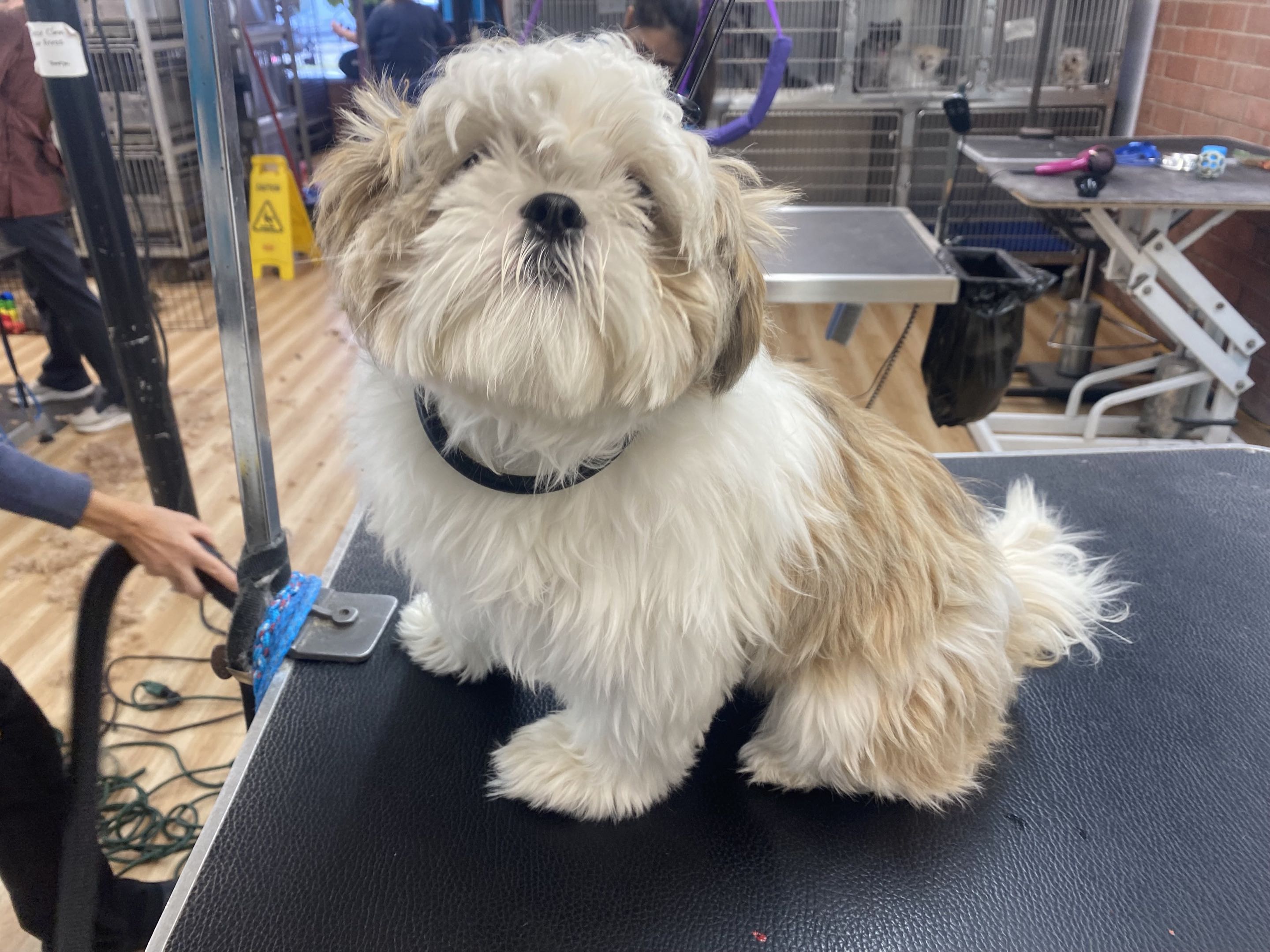 Groomed dog