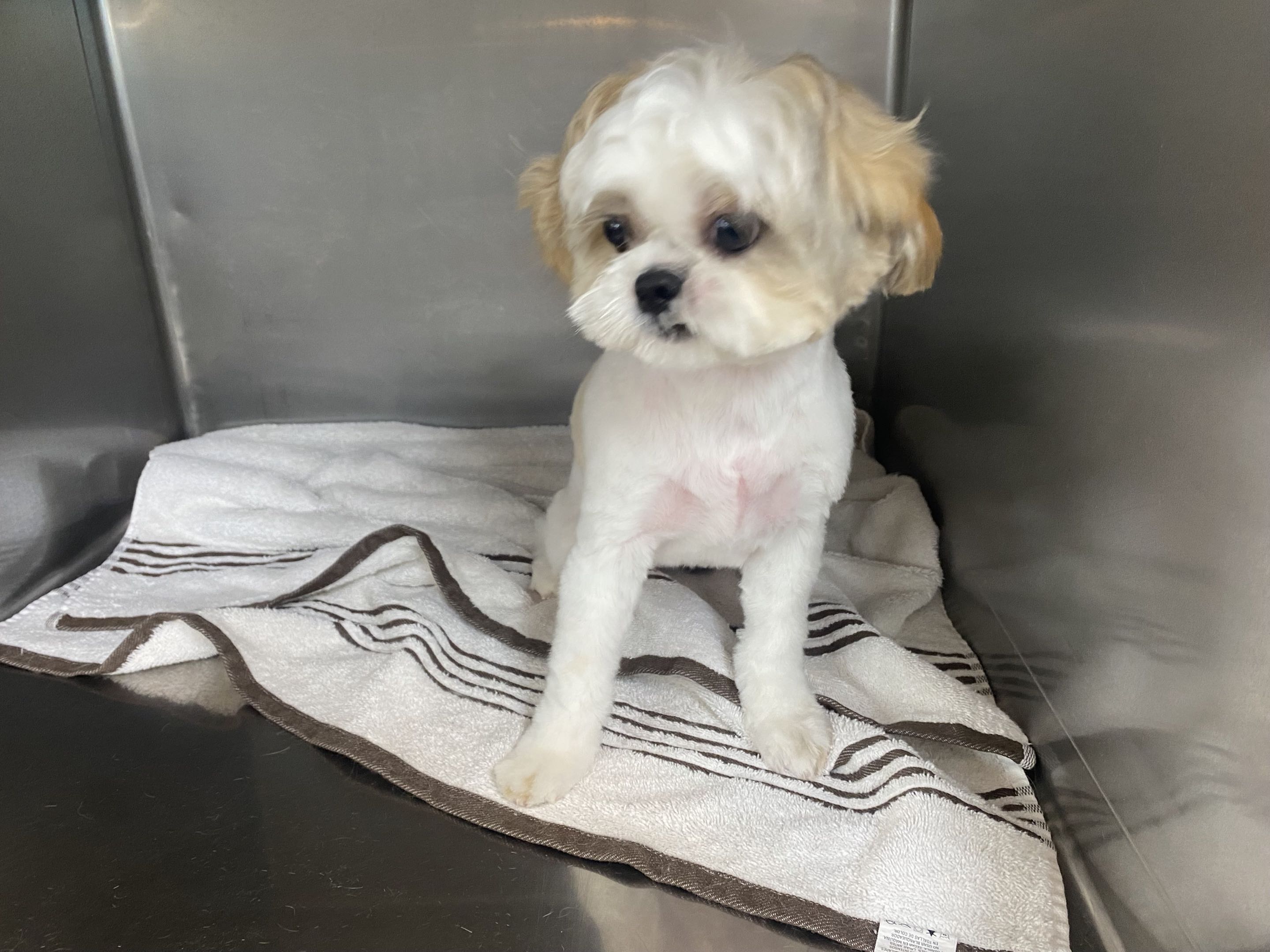 Groomed dog