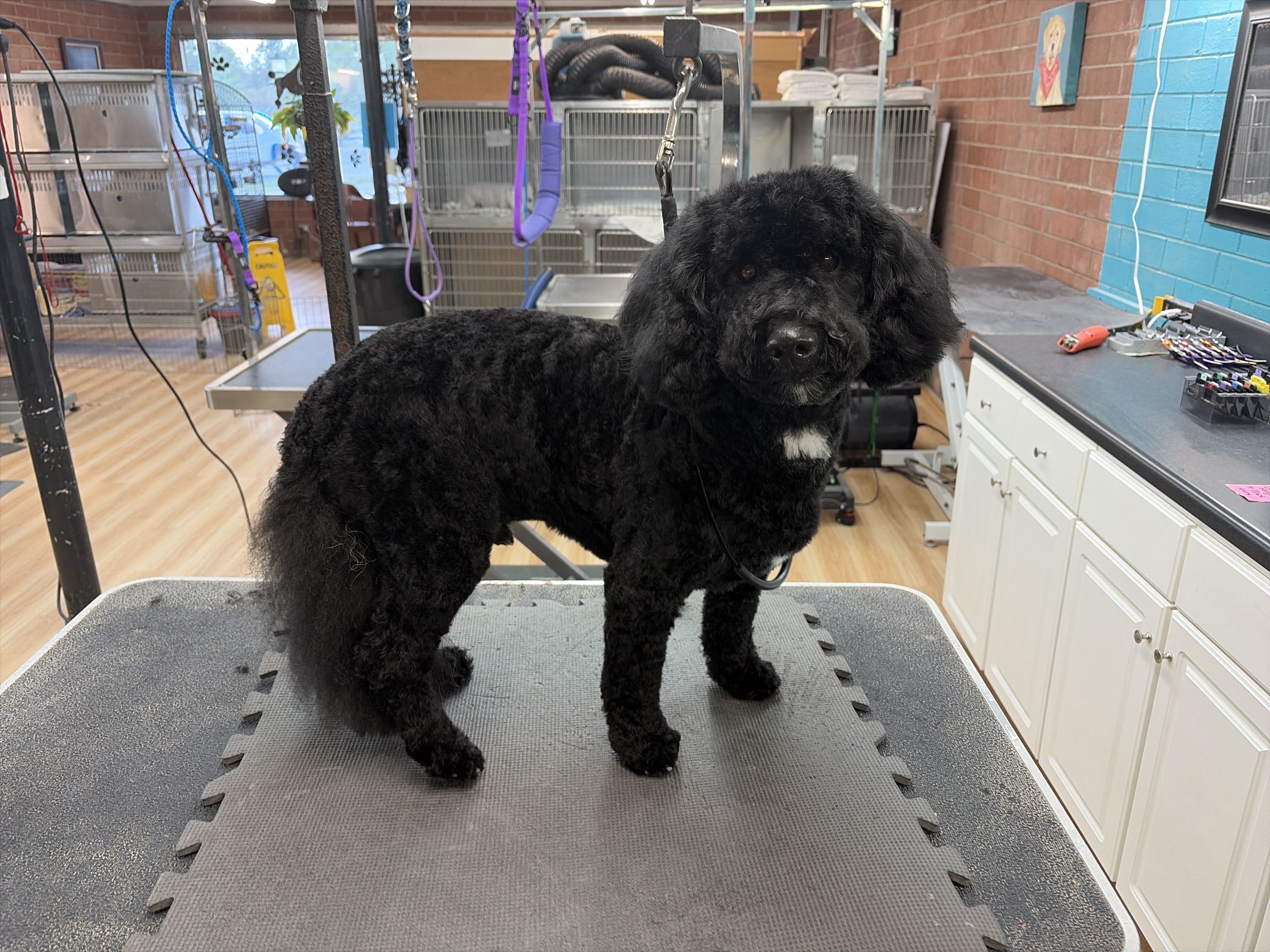 Groomed dog