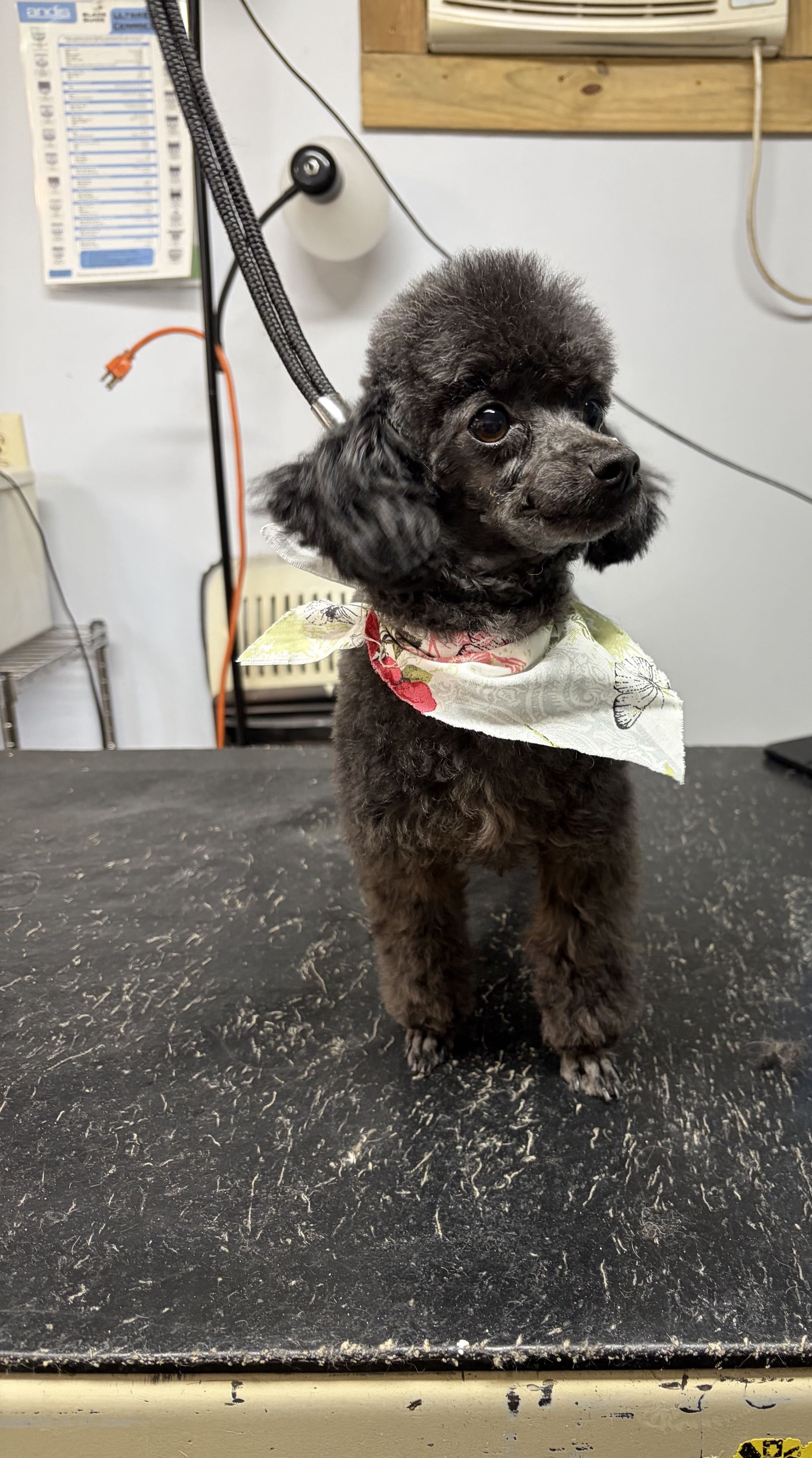 Groomed dog