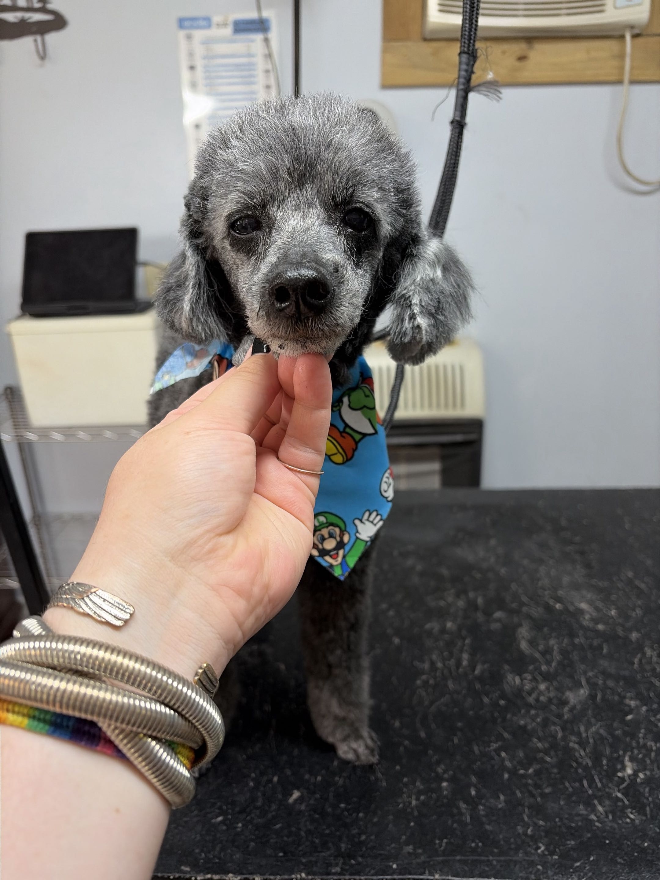 Groomed dog