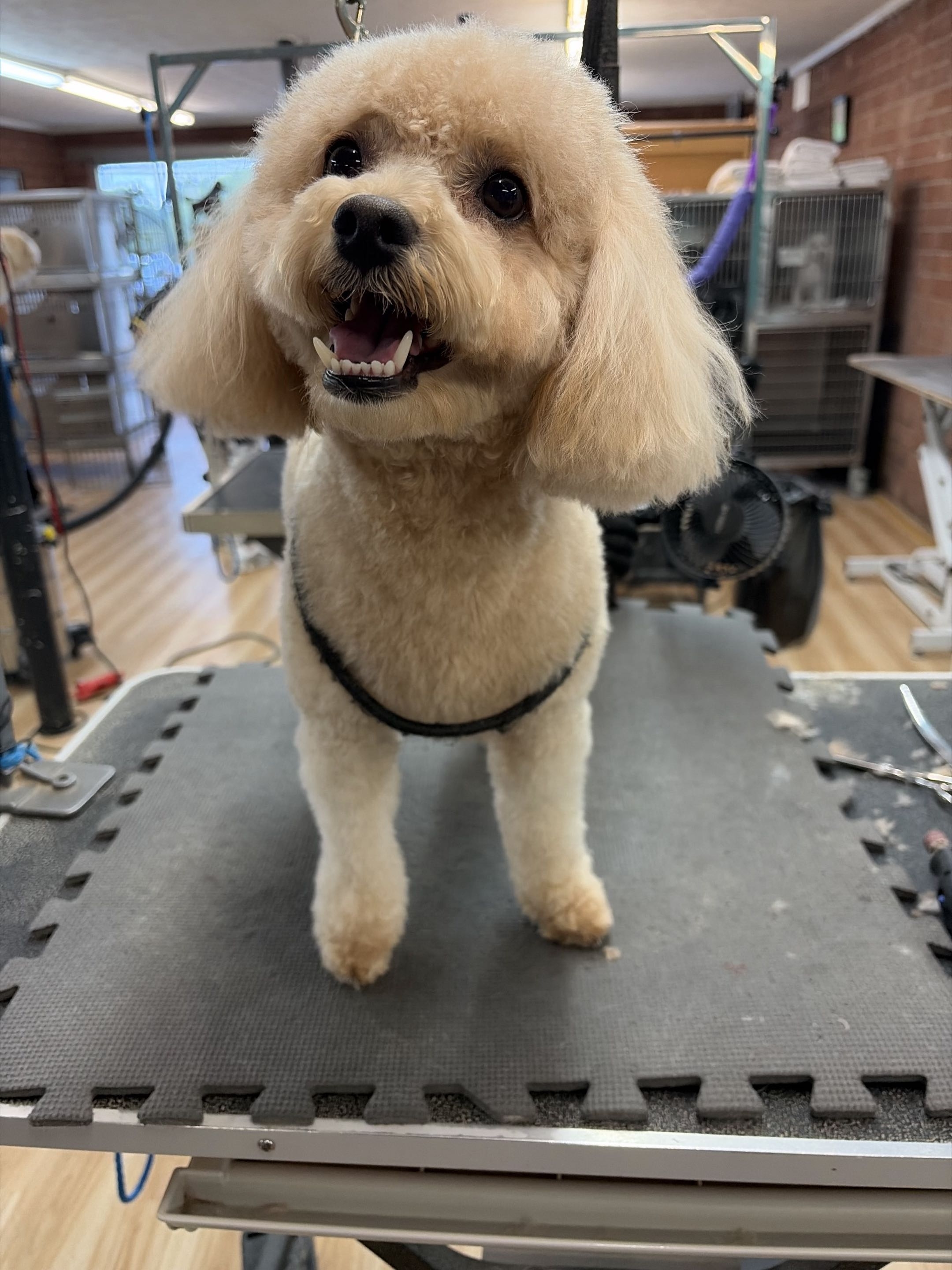 Groomed dog