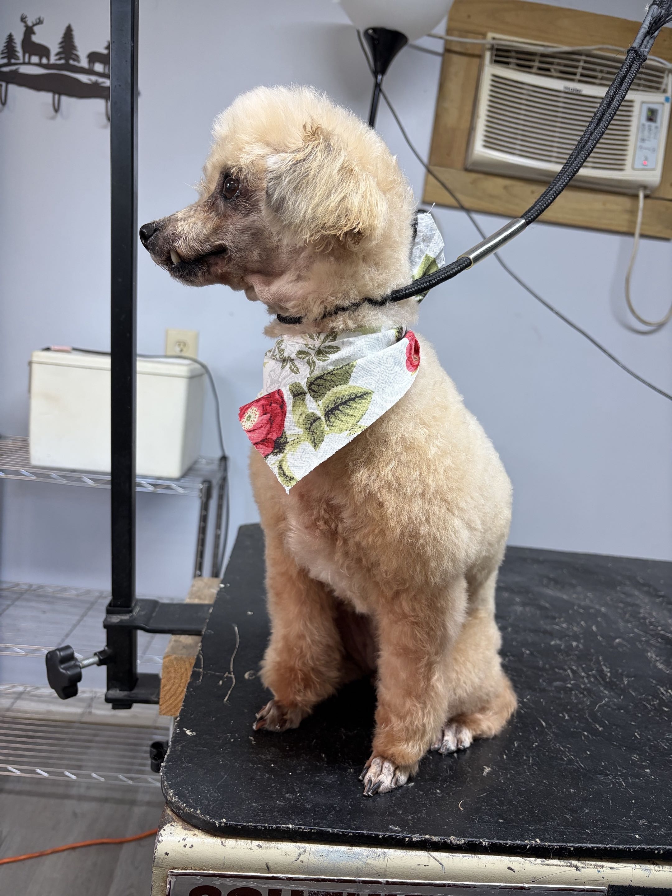 Groomed dog