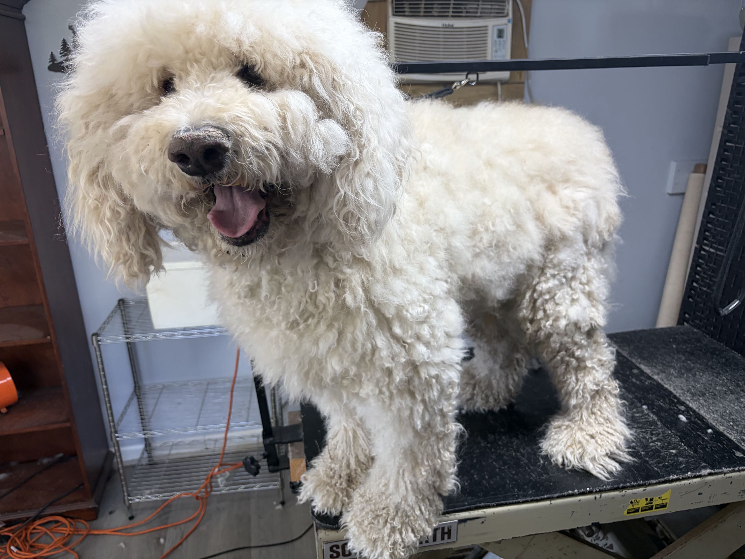 Groomed dog