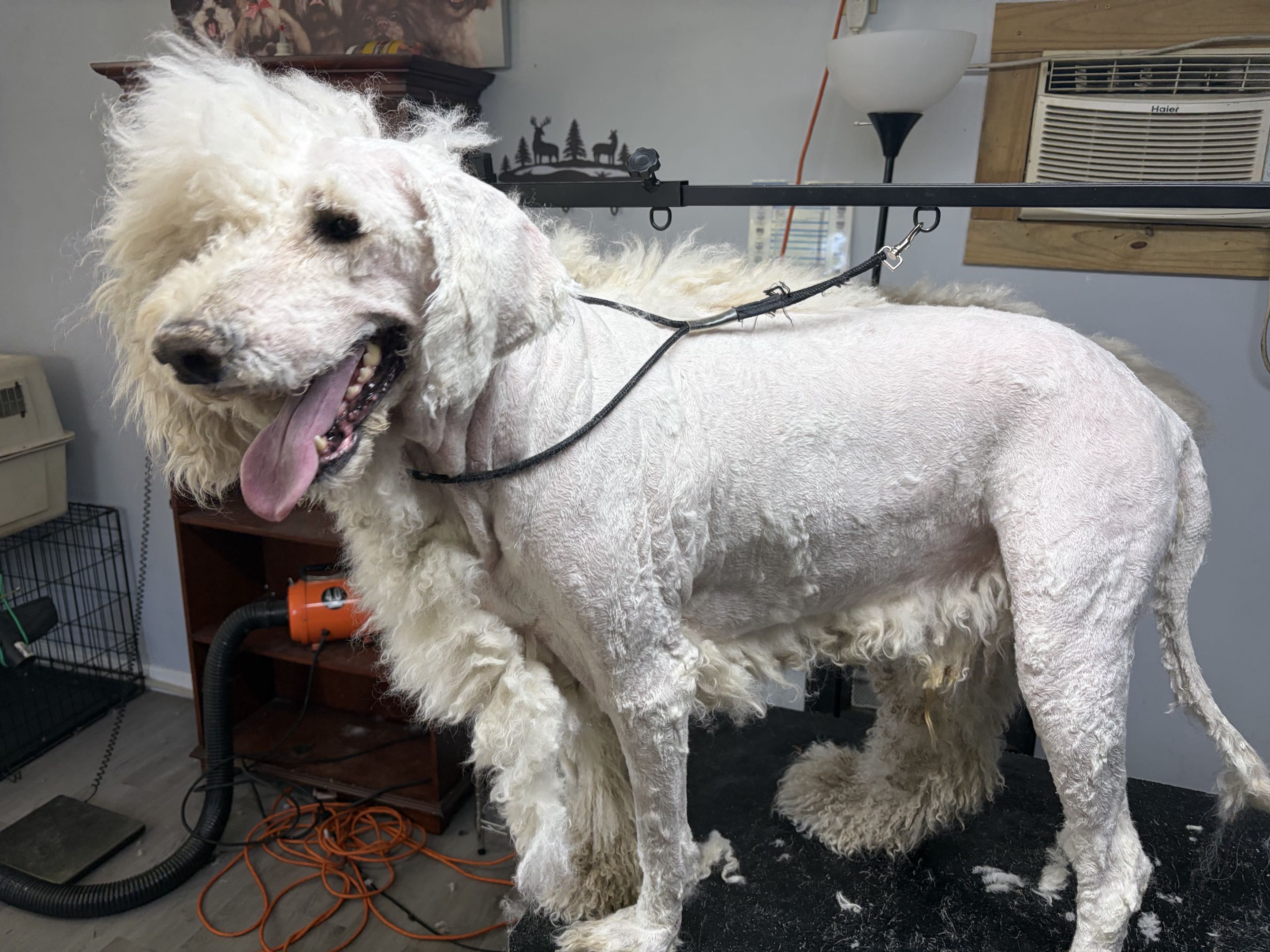 Groomed dog